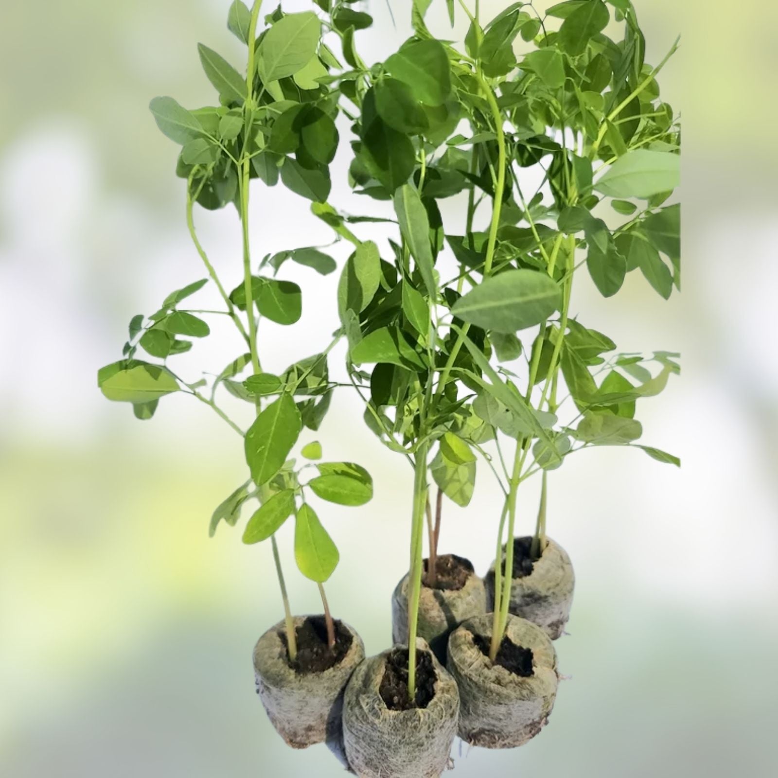 Organic Moringa Cuttings 5 Pack - Moringa oleifera Florida Grown - Live Plant Clippings for Gardening and Nutrition