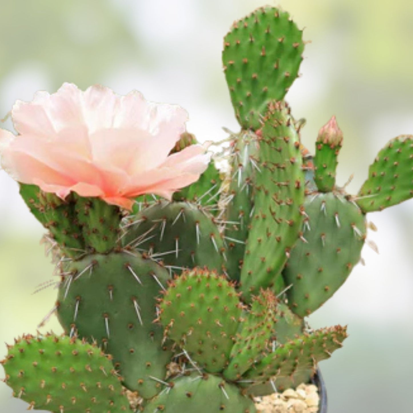 Spineless Prickly Pear Cactus Pads 3 Pack 5+ Inches Opuntia Arizona Grown Succulent Plant