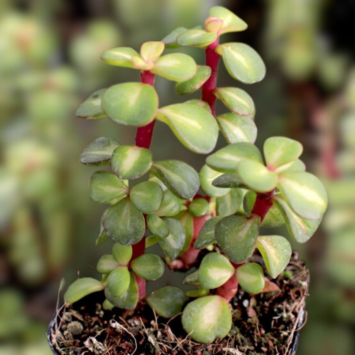 Portulacaria Cuttings Collection – 9 Varieties of Succulent Plant Cuttings – Portulacaria afra, Easy to Grow Indoor & Outdoor