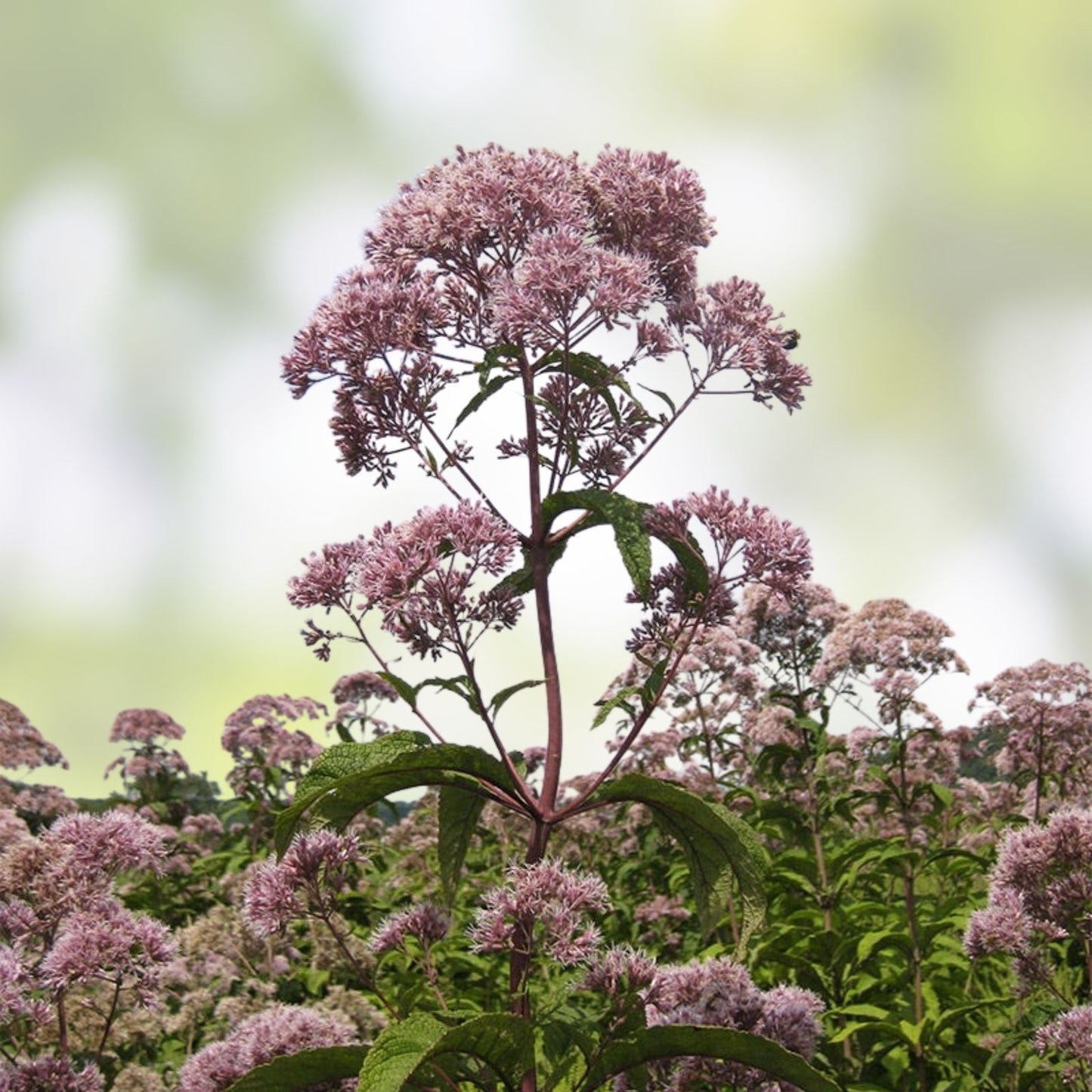 Joe Pye Weed Seeds - 200 Organic Eutrochium Seeds for Pollinator Gardens - USA Grown, Free Shipping
