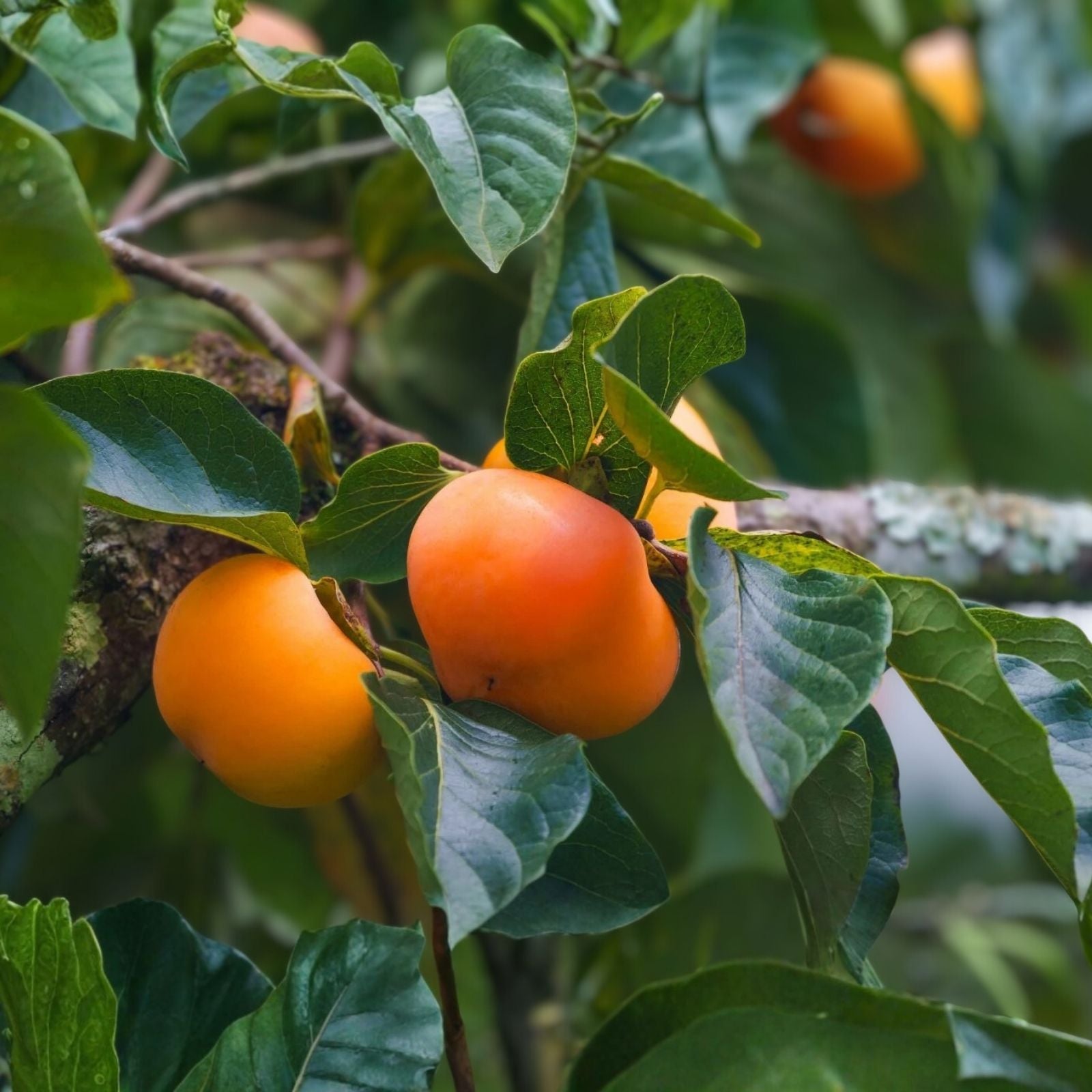 Persimmon Tree Cuttings for Rooting and Grafting, Diospyros kaki, Fruit Tree Propagation, Live Plant Cuttings