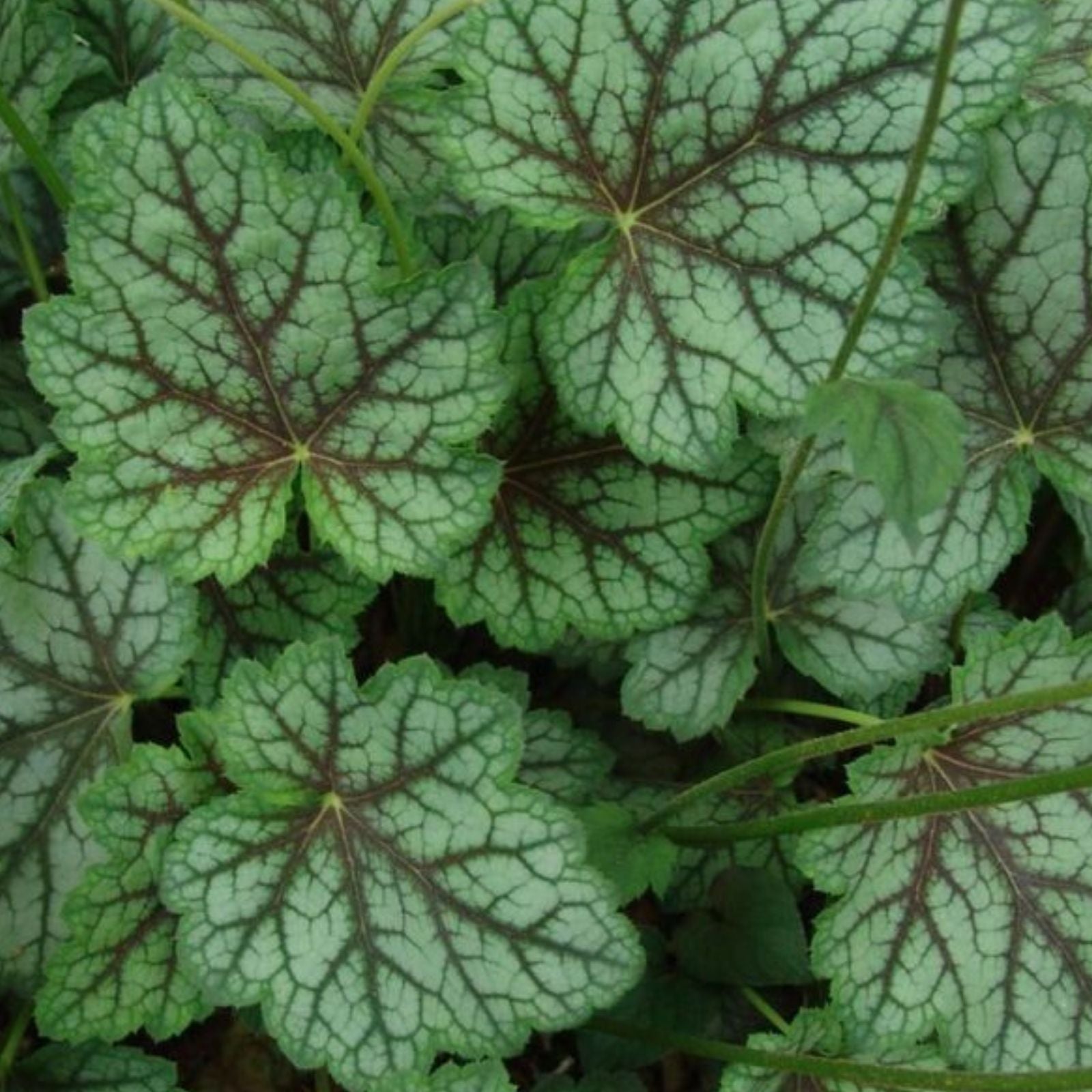 Heuchera 'Dale's Strain' Coral Bells Bare Root Plant – Silver Blue Foliage, Drought Tolerant Perennial Ground Cover