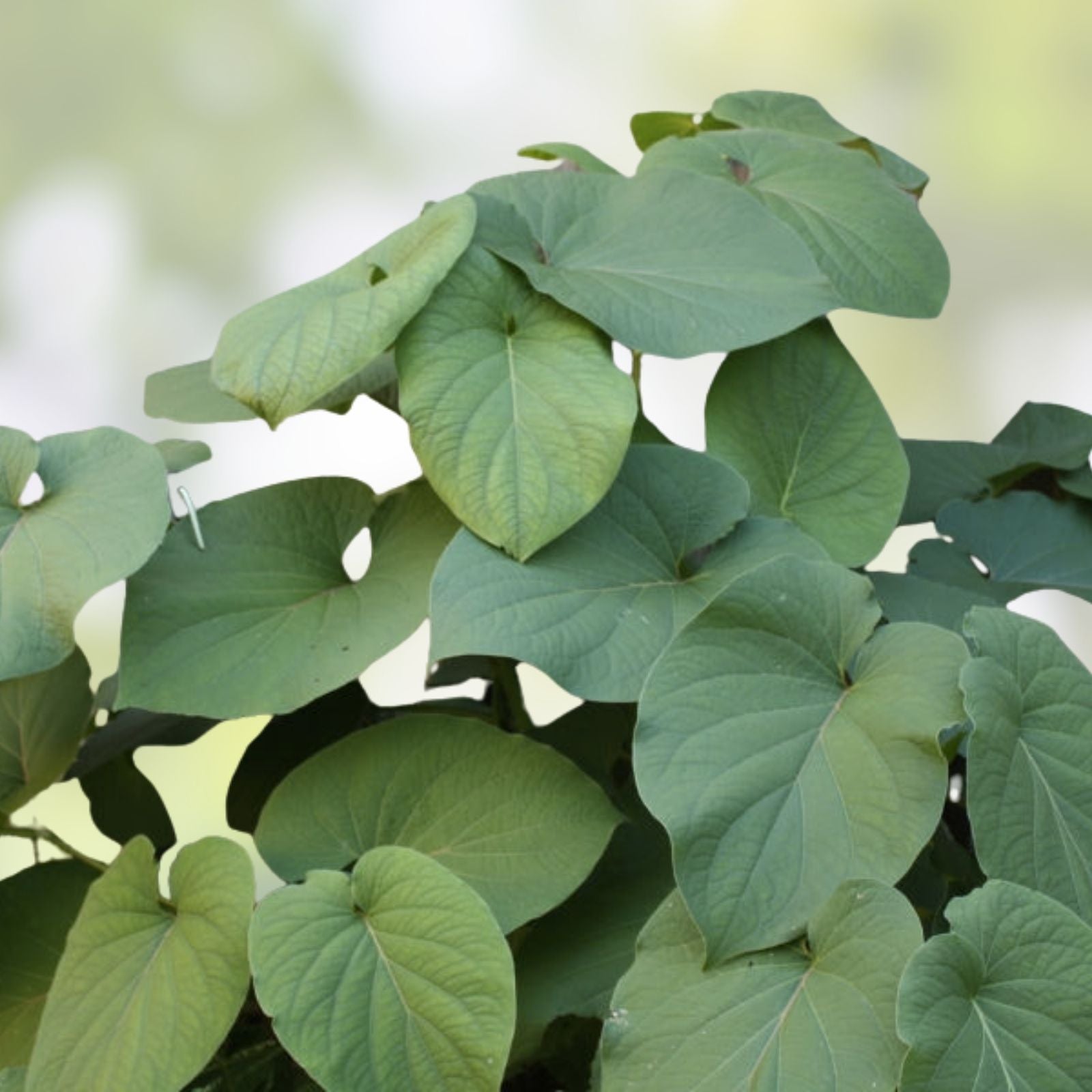 Rooted Piper Auritum Plant Mexican Pepperleaf Hoja Santa Herbaceous Perennial Fresh Herb