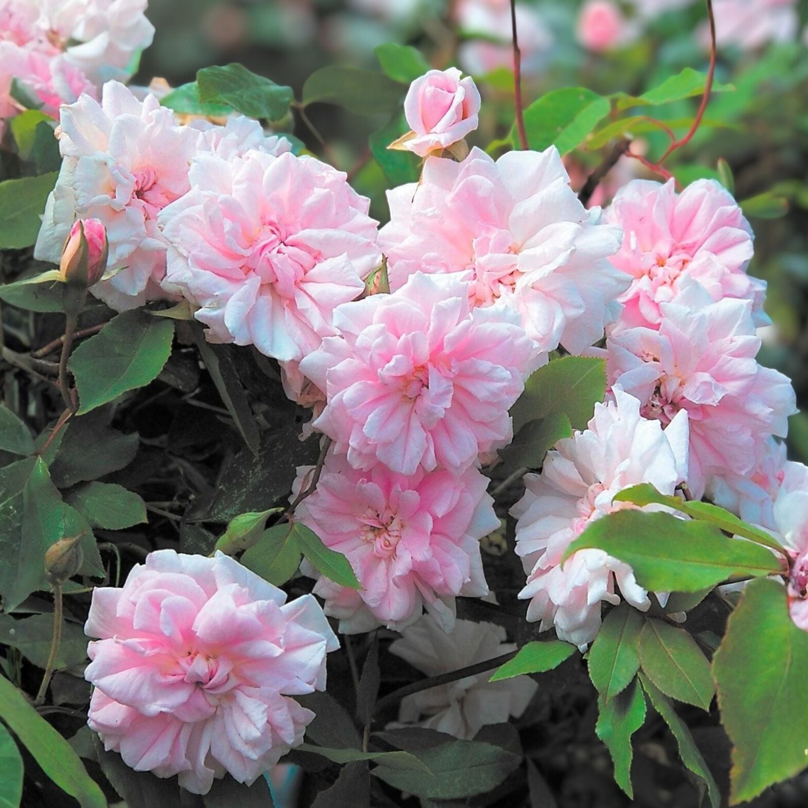 Cecile Brunner Rose Cuttings - 10 Premium Unrooted Fragrant Plants - Rosa 'Cecile Brunner' - USPS Shipping