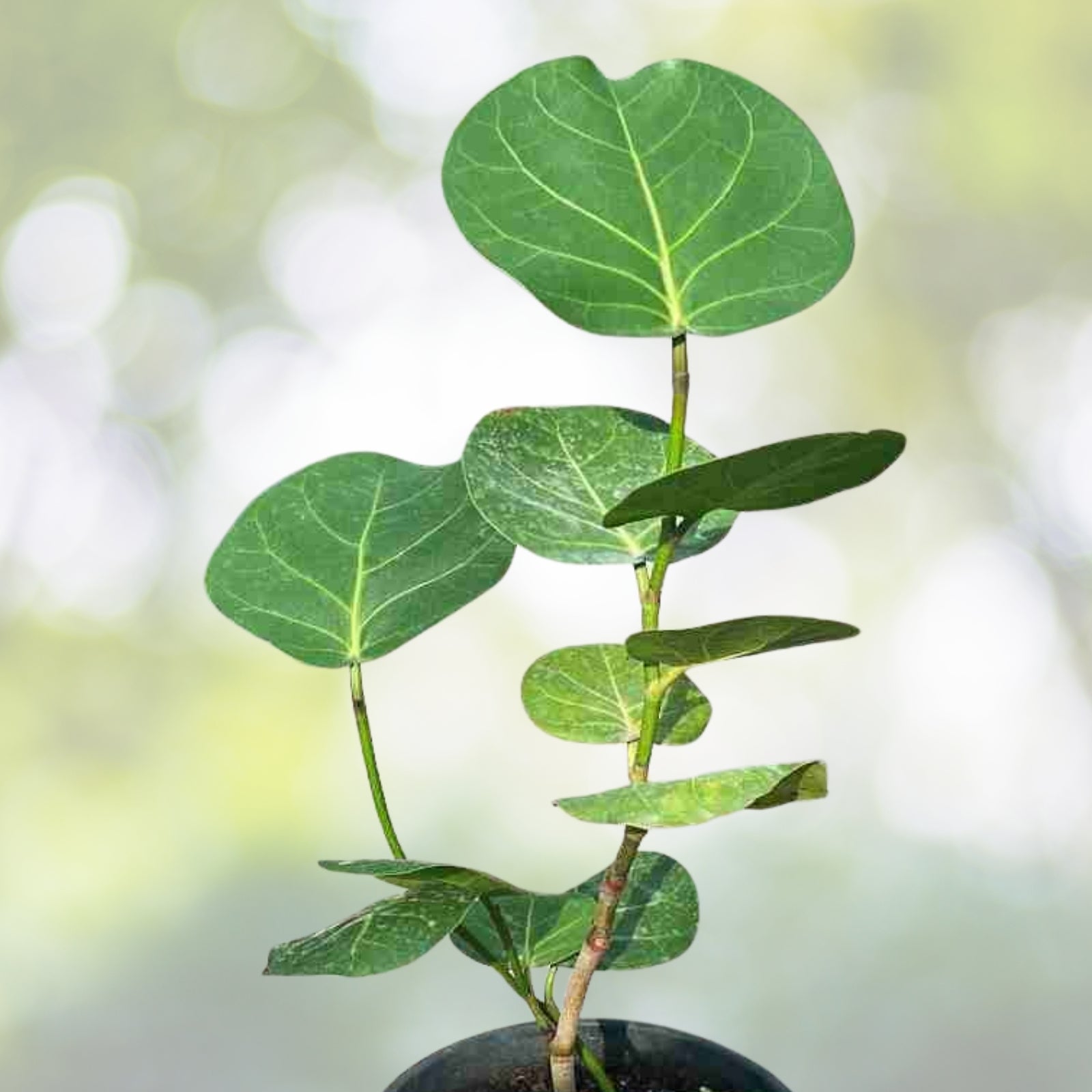 Fresh Sea Grape Leaves for Terrariums | Coccoloba uvifera | Bioactive Reptile Habitat | Coastal Decor