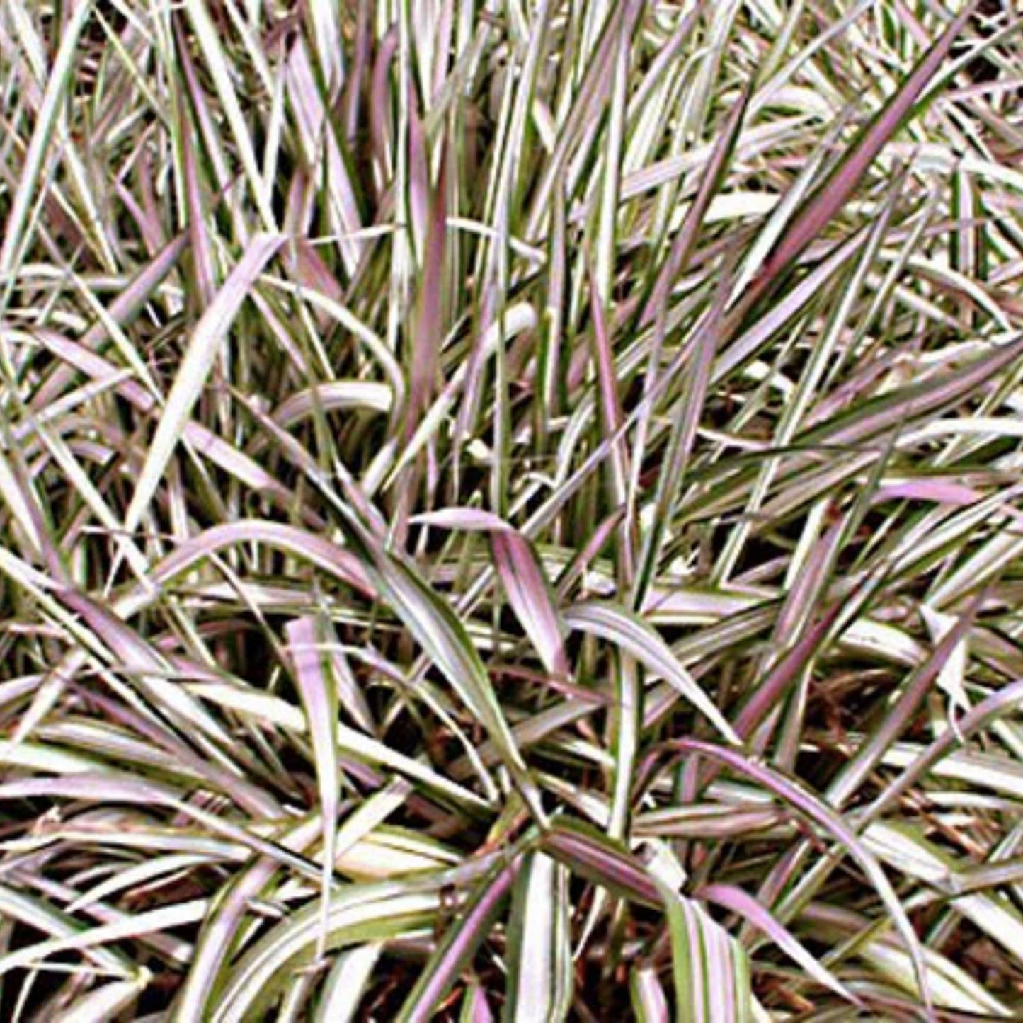 Ribbon Grass Plants - Strawberry & Cream Root Divisions - Hardy Ornamental Phalaris arundinacea for Sun or Shade