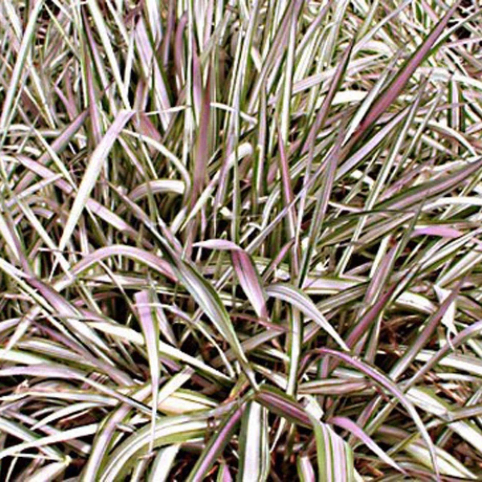 Ribbon Grass Plants - Strawberry & Cream Root Divisions - Hardy Ornamental Phalaris arundinacea for Sun or Shade