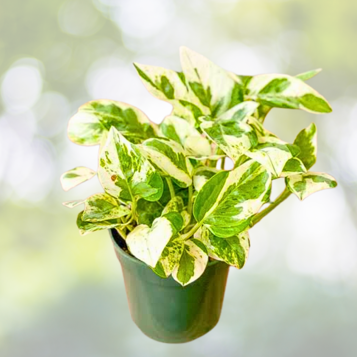 Pothos Cuttings - 3 Pieces - Pearls and Jade - Devil's Ivy Indoor House Plant - Epipremnum aureum