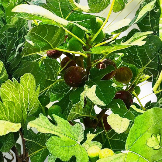 Fig Tree Cuttings - 5 White Adriatic Ficus carica - Fruit Bearing Propagation Material - Free US Shipping