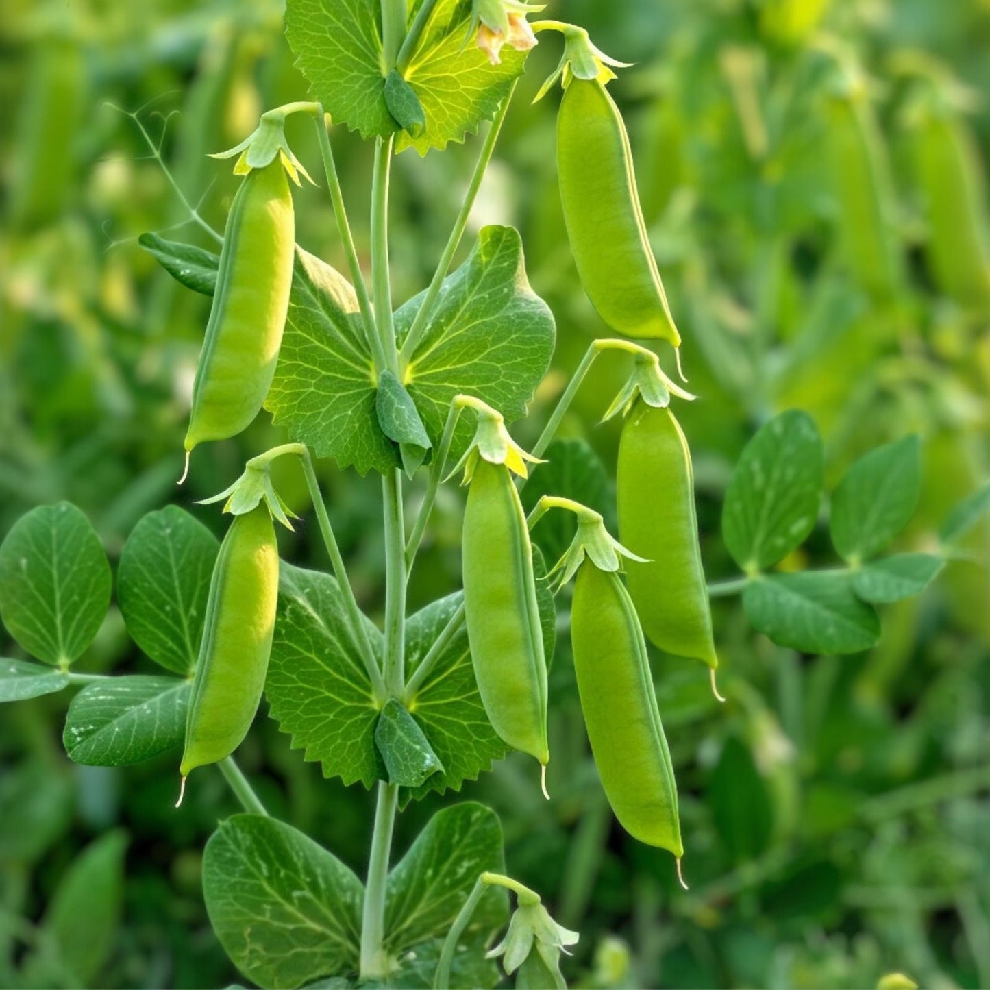 Heirloom Pea Seeds – Non-GMO Thomas Laxton Variety – Organic Pisum sativum – 20+ Seeds for Garden, Vegetables, Home Growing