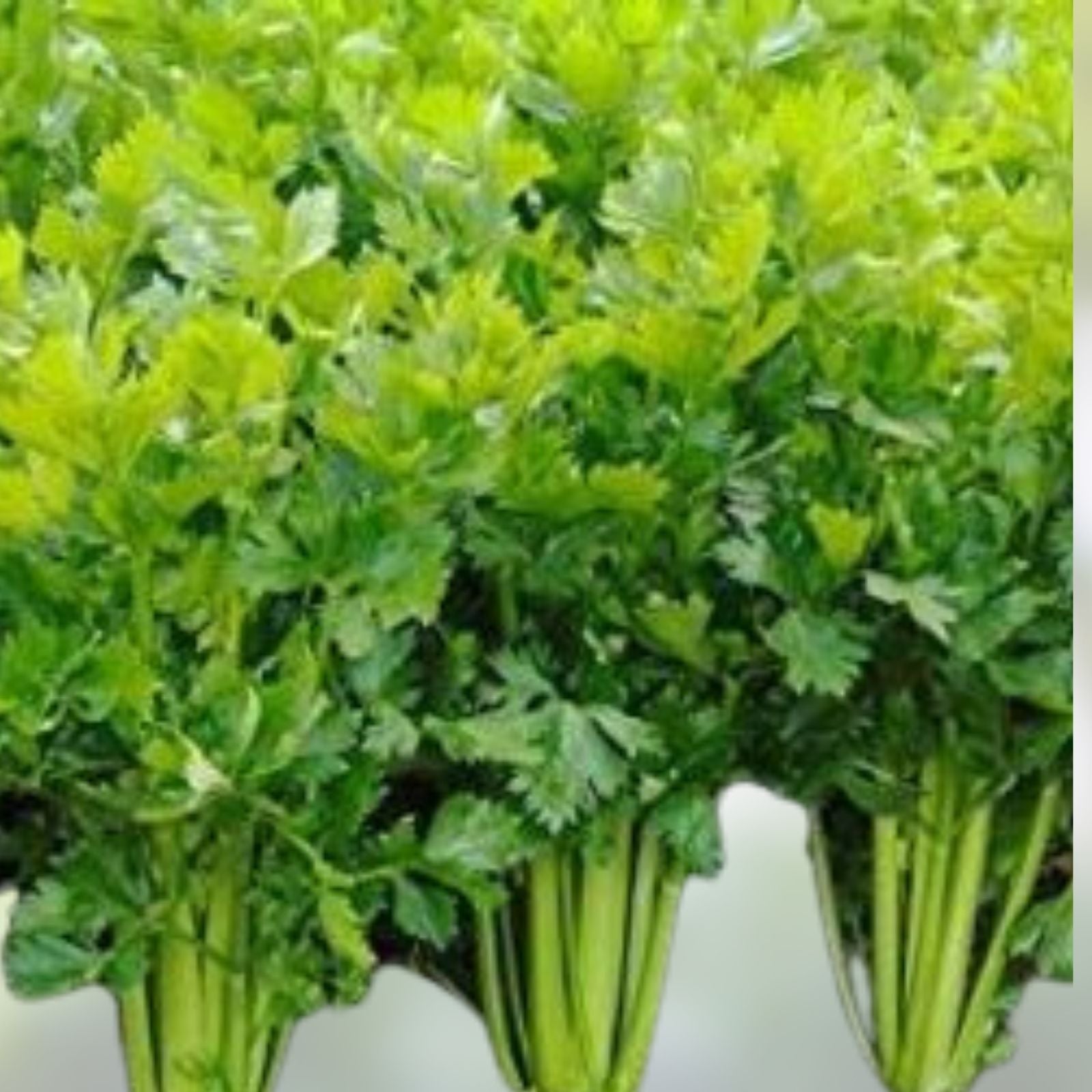 Tendercrisp Celery Seeds 25+ Heirloom Non-GMO Apium graveolens for Gardening and Cooking