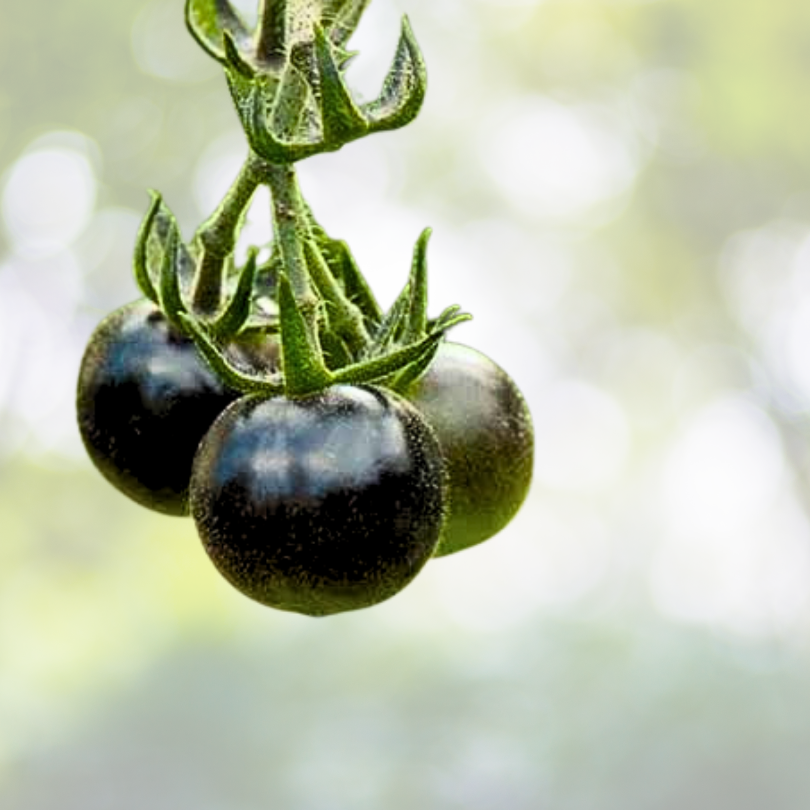 100pcs Heirloom Black Cherry Tomato Seeds, Non-GMO, Rich Flavor - Solanum lycopersicum
