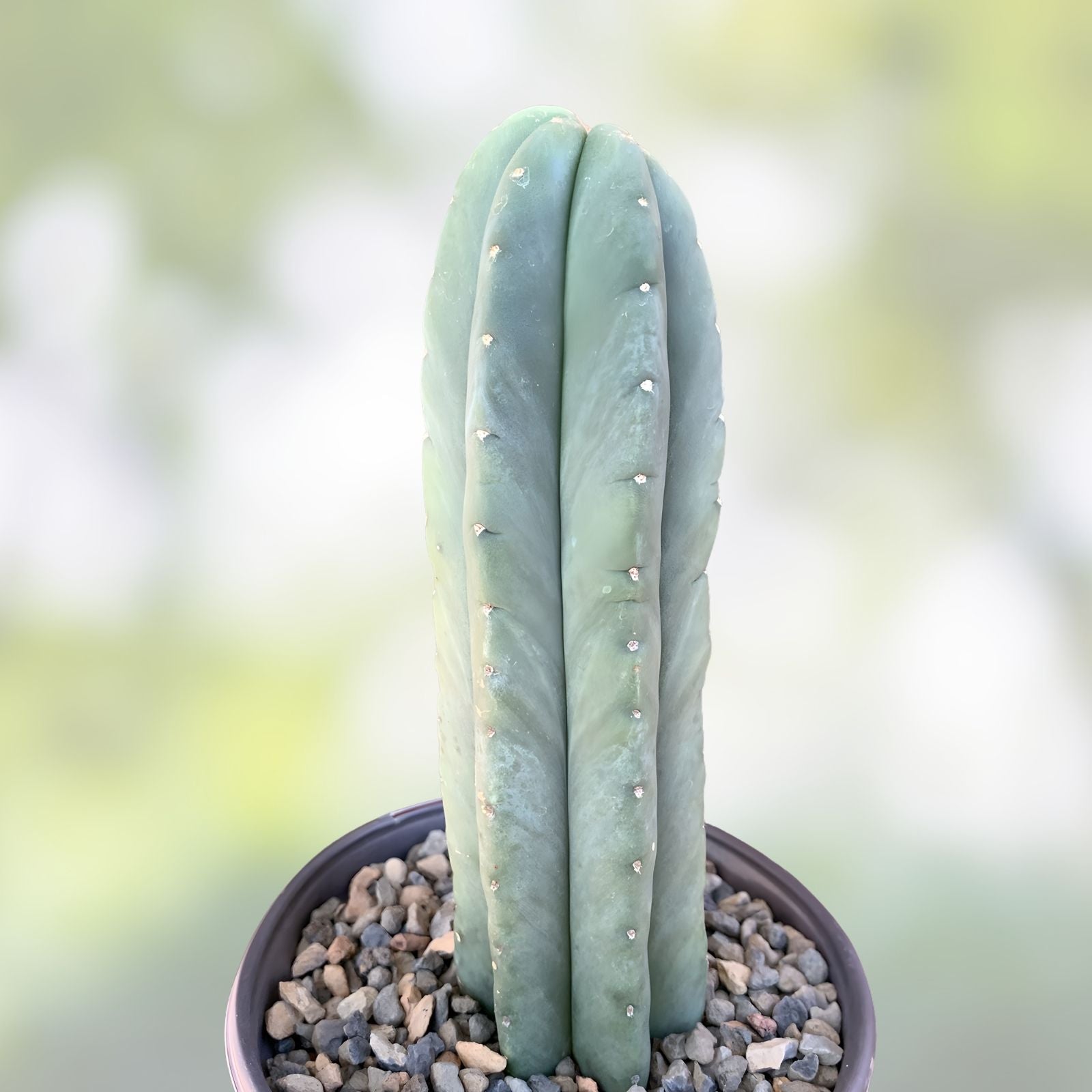Cereus Scopulicola Cactus Cutting 24 Inches Tall Succulent Plant for Gardening and Home Decor