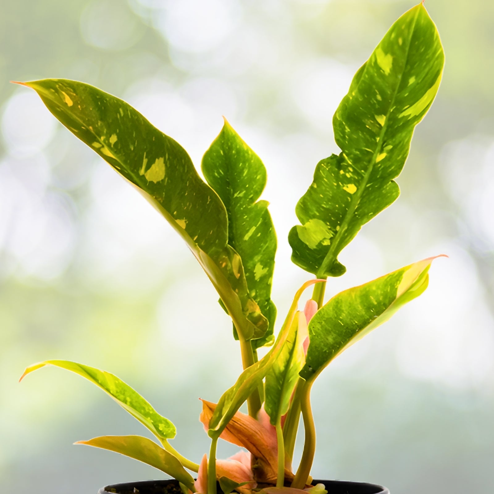 Philodendron Ring of Fire | 1 Gallon Rare Variegated Aroid | Tropical Houseplant | Philodendron 'Ring of Fire'