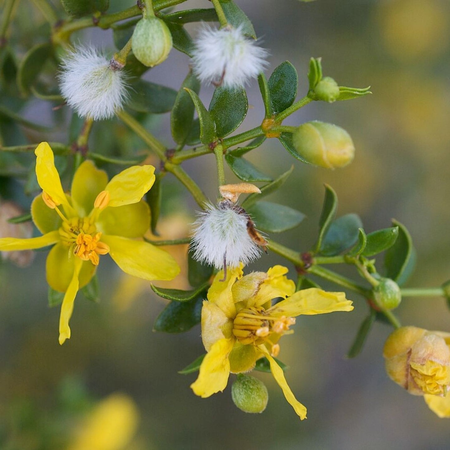 Creosote Bush Fresh Cuttings - Prostrate Variety - Aromatic Plant - Larrea tridentata