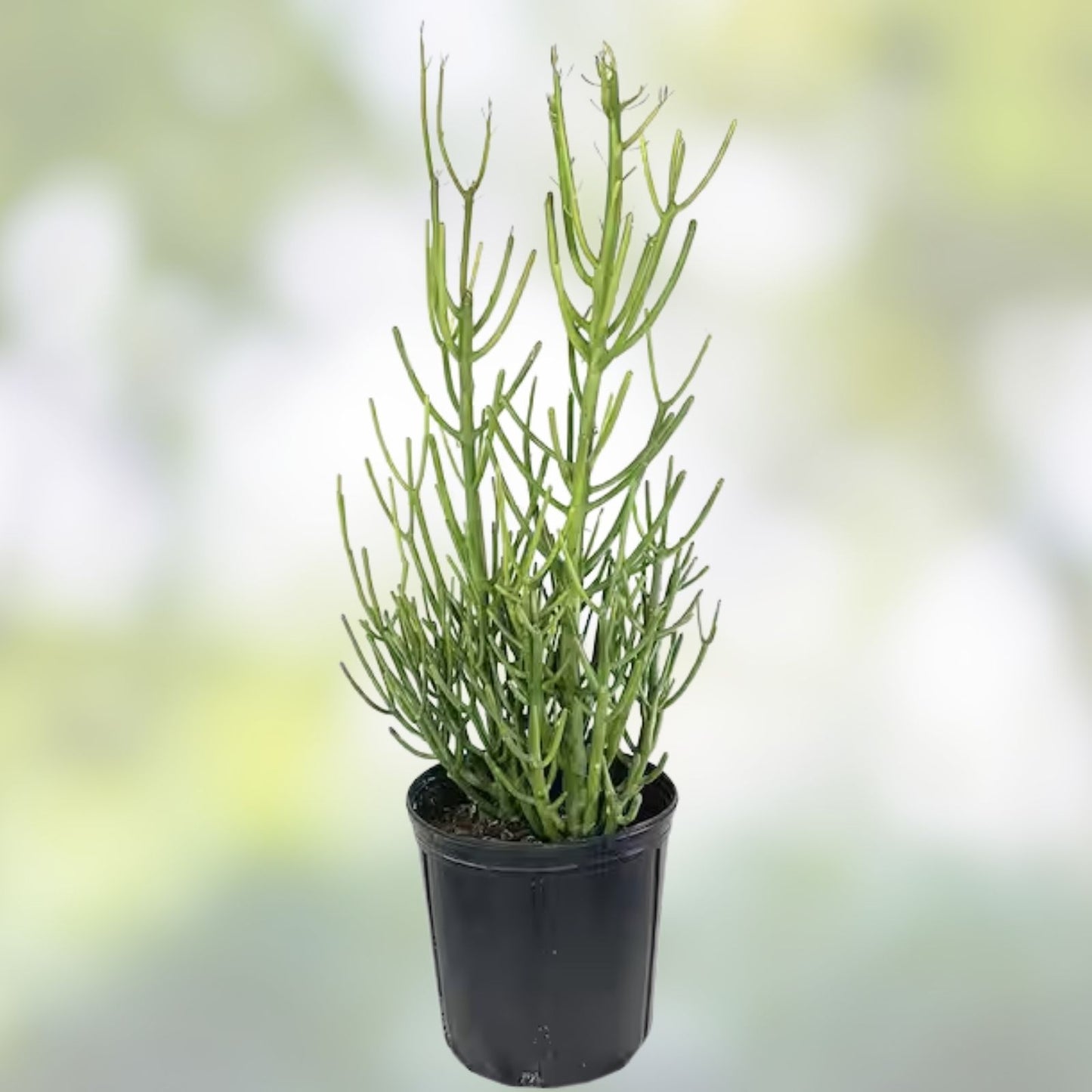 Euphorbia Tirucalli Monstrous Cactus Cutting | Succulent Plant | Unique Green Stem | Easy Care Indoor Outdoor Plant