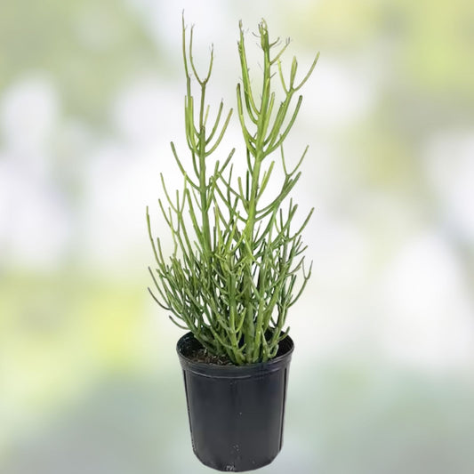 Euphorbia Tirucalli Monstrous Cactus Cutting | Succulent Plant | Unique Green Stem | Easy Care Indoor Outdoor Plant