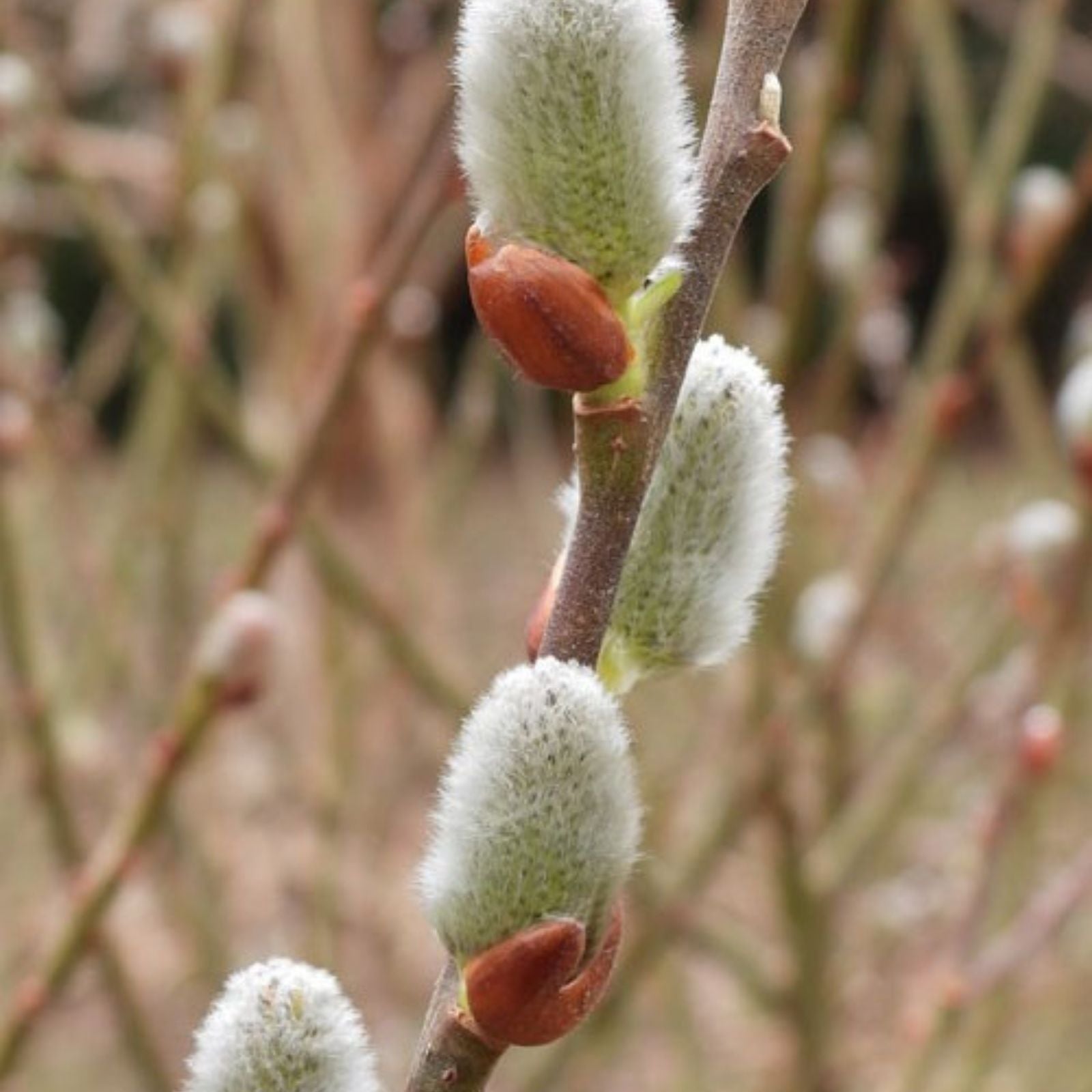 Pussy Willow Tree Stems 5 Piece Lot White Salix discolor 6-7 Inch for Planting - Decorative Branches for Arrangements