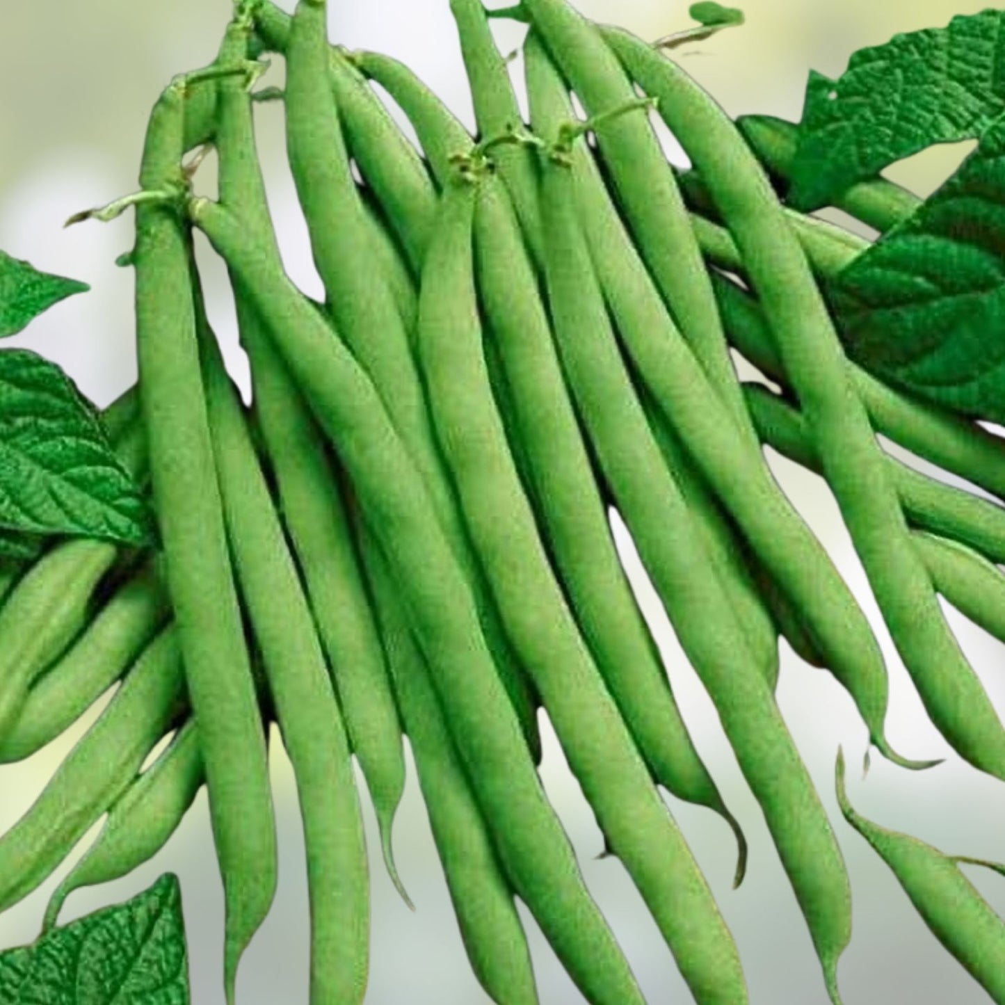 Heirloom Provider Bush Bean Seeds – Non-GMO Green Beans – 20+ Seeds – Vegetable Garden Planting – Phaseolus vulgaris
