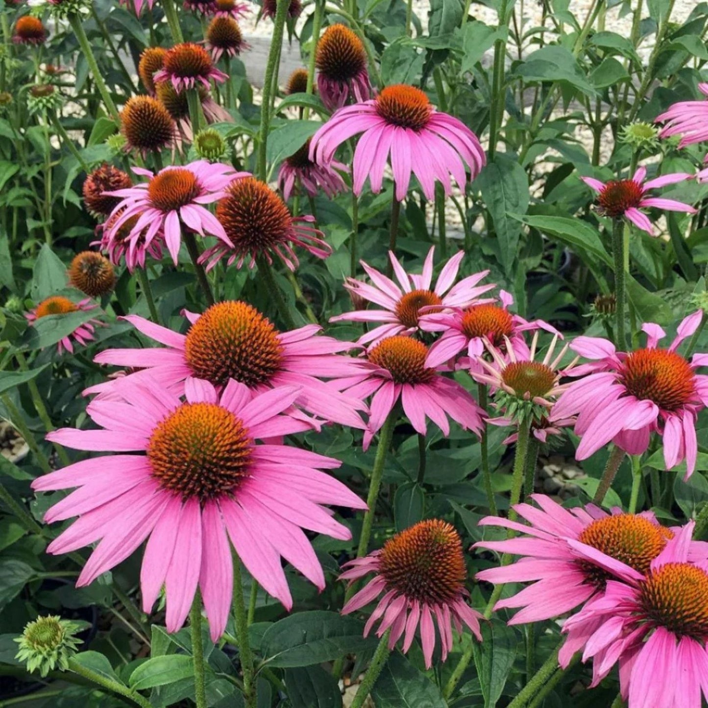 Echinacea Seeds 100-Count Prairie Splendor Deep Rose Perennial Flower Seeds - Echinacea purpurea