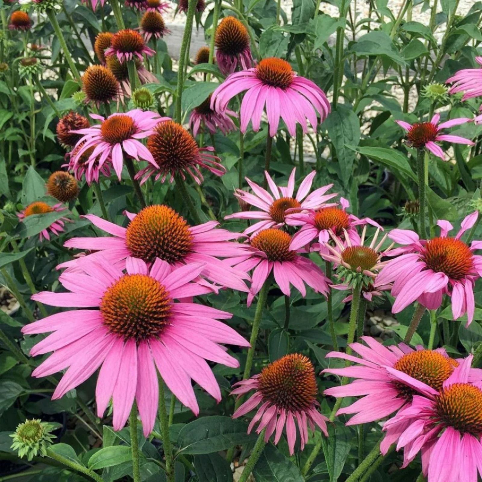 Echinacea Seeds 100-Count Prairie Splendor Deep Rose Perennial Flower Seeds - Echinacea purpurea