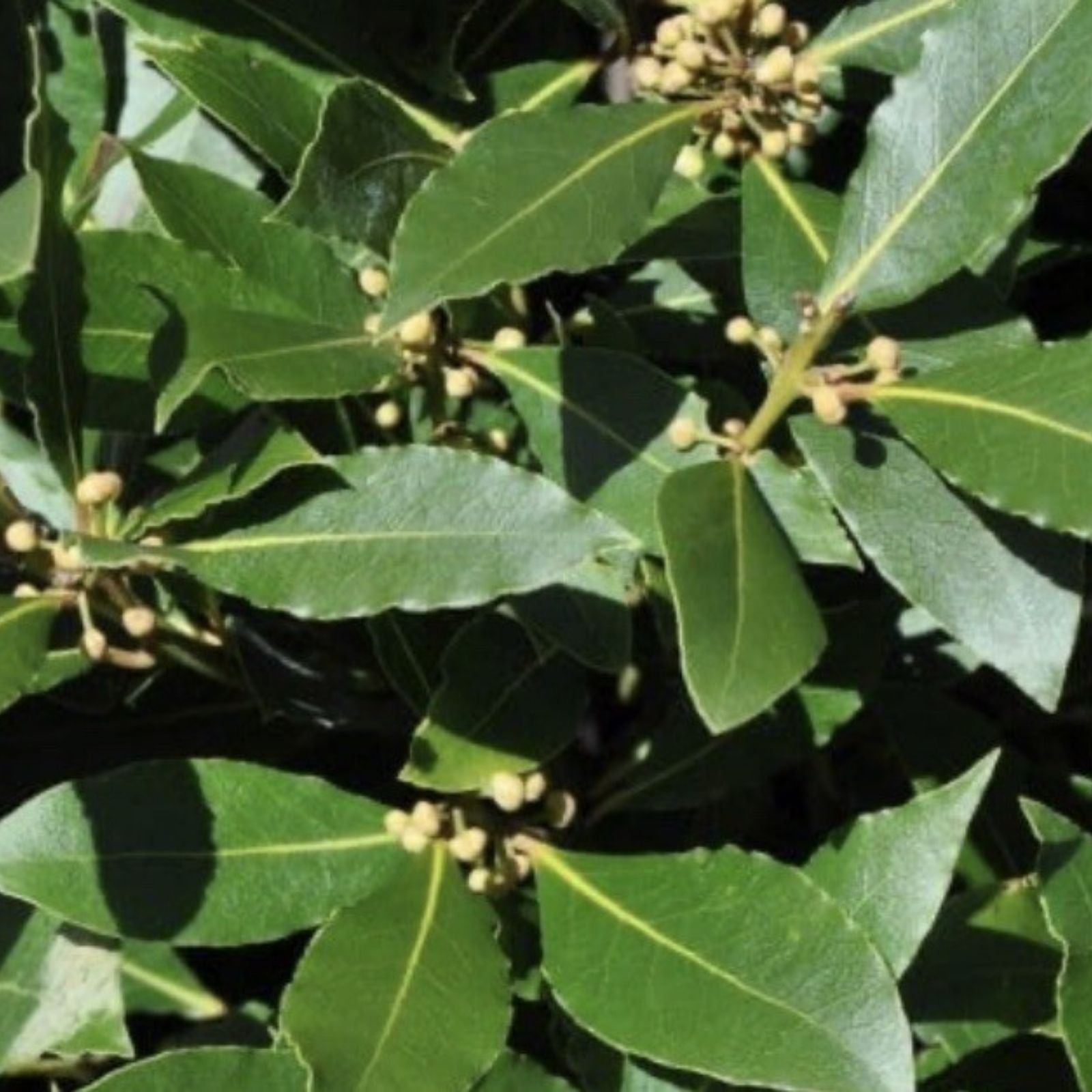 Bay Laurel Tree Cuttings - 5 Stem Propagation for Culinary Use - Laurus nobilis - Free Shipping