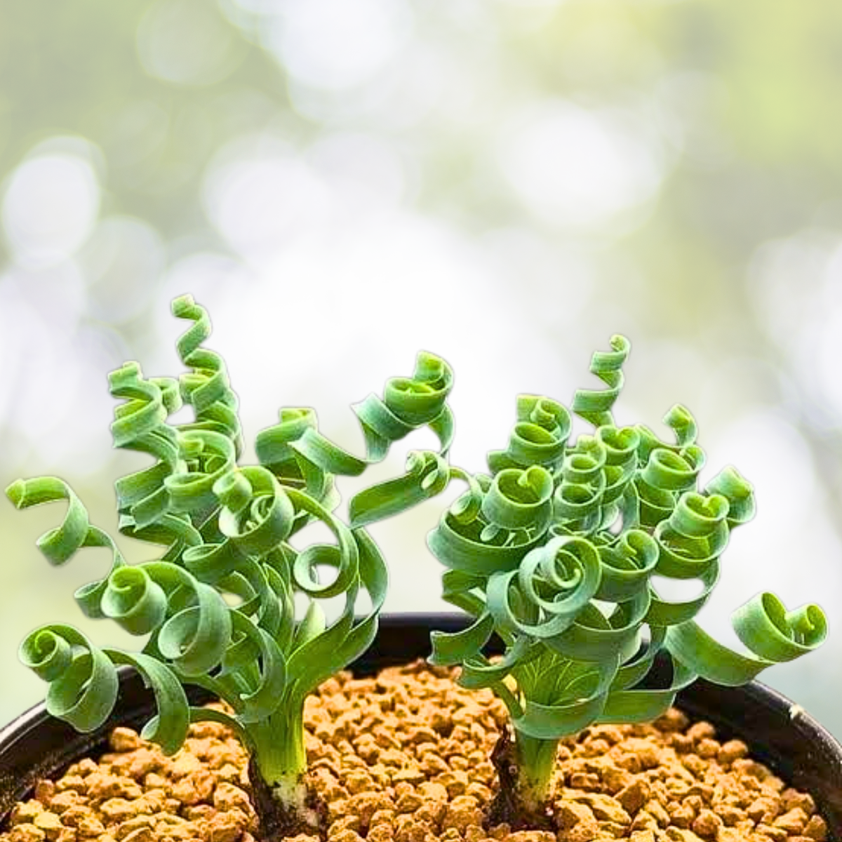 200PCS Spiral Grass Seeds - Green Succulents for DIY Bonsai & Potted Flowers - Ideal for Gardening and Landscaping
