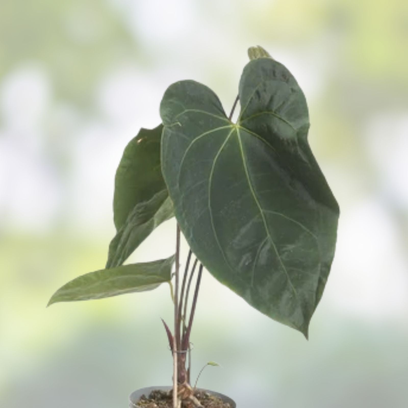 Anthurium Plant - Dark Phoenix x Indo Port x King of Spades - Wide Velvet Leaf - Rare Tropical Houseplant