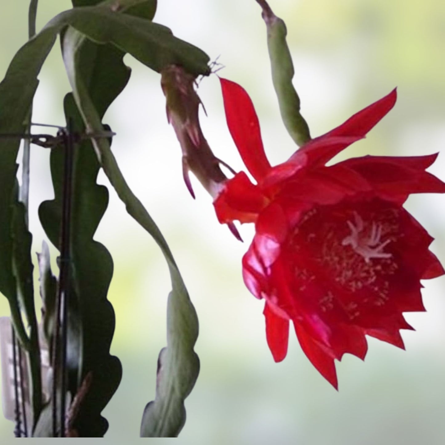 Epiphyllum Cuttings Lothario Orchid Cactus Rare Variety for Indoor Gardening Don's Cuttings