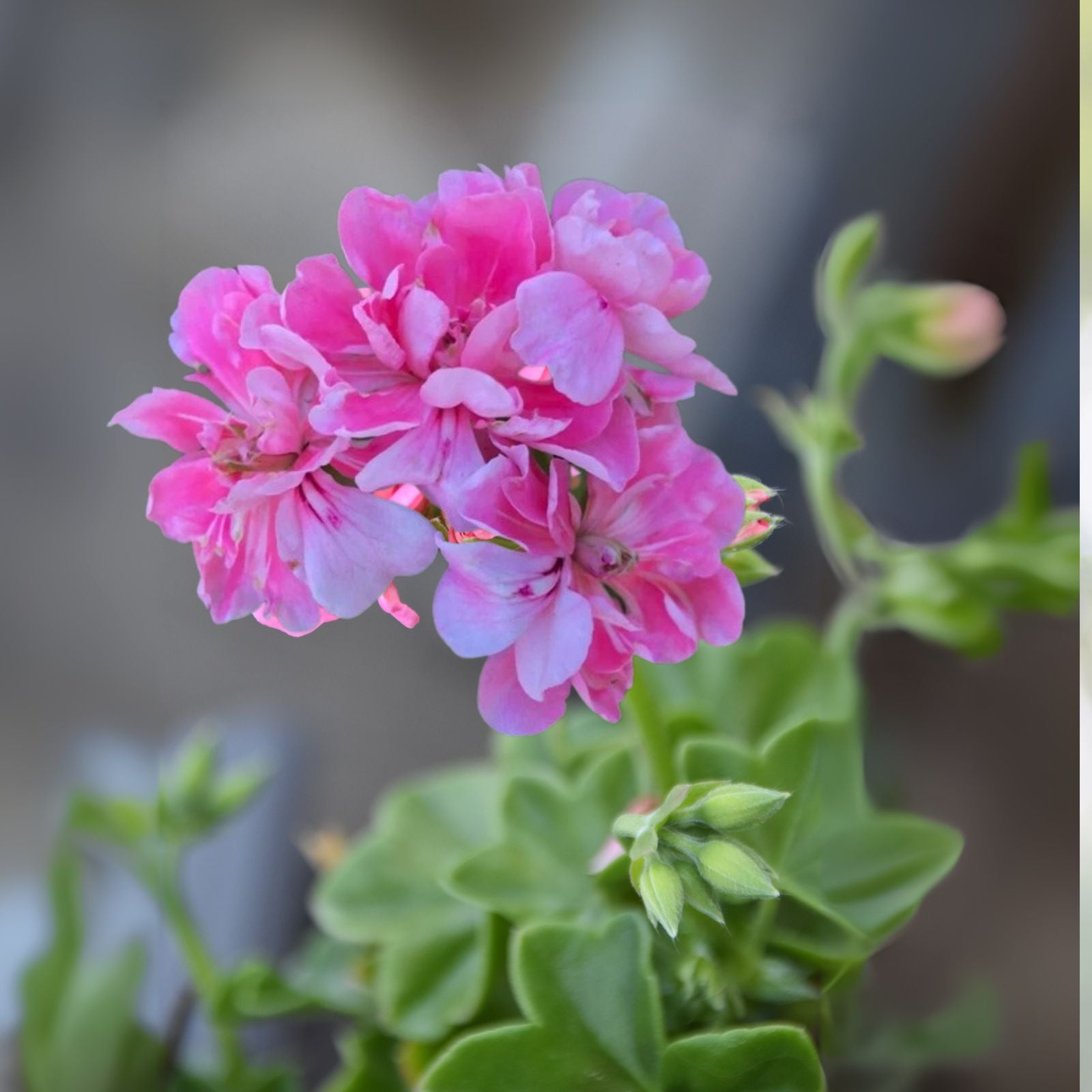 Rare Pink Rosette Clusters Pelargonium Ivy Geranium 6" Live Plant Cutting - Unique Houseplant Gardening Decor