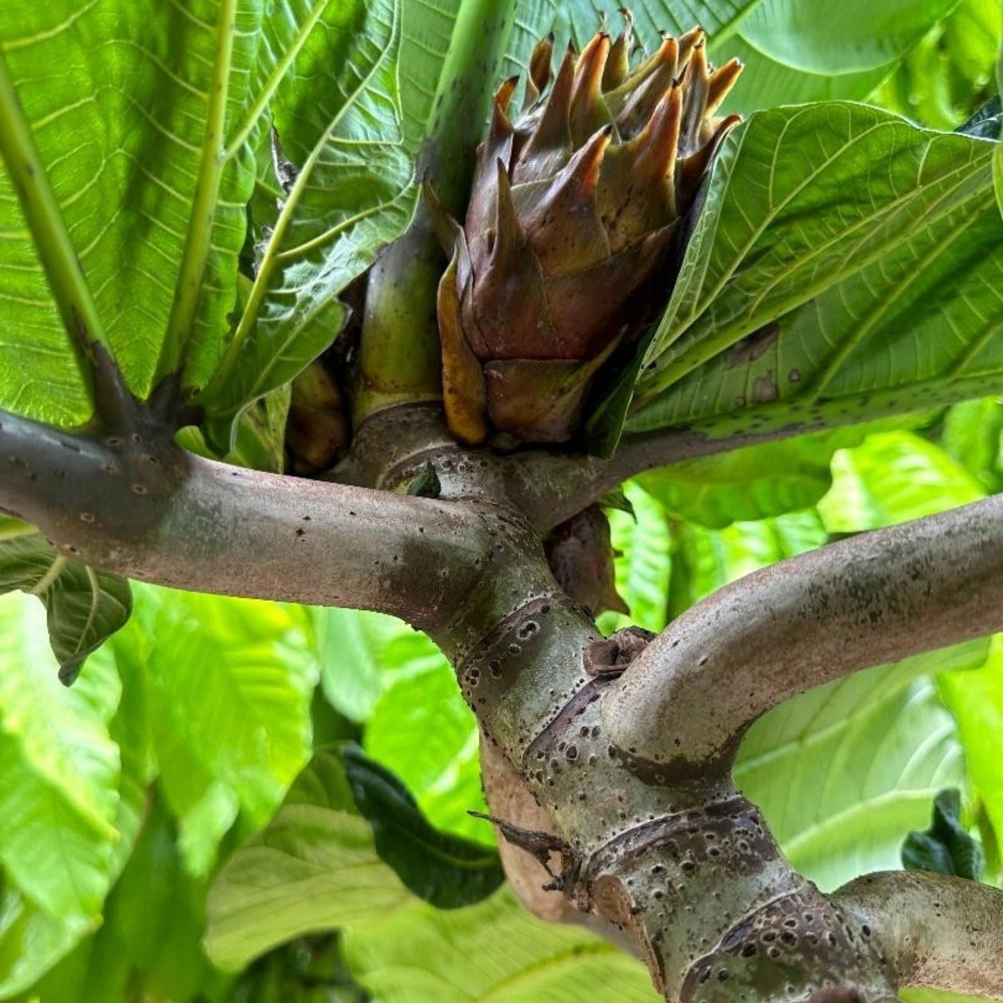Rare Ficus Dammaropsis Highland Cuttings – 2 Fresh Exotic Indoor Plants – Imported Ficus Dammaropsis Varieties