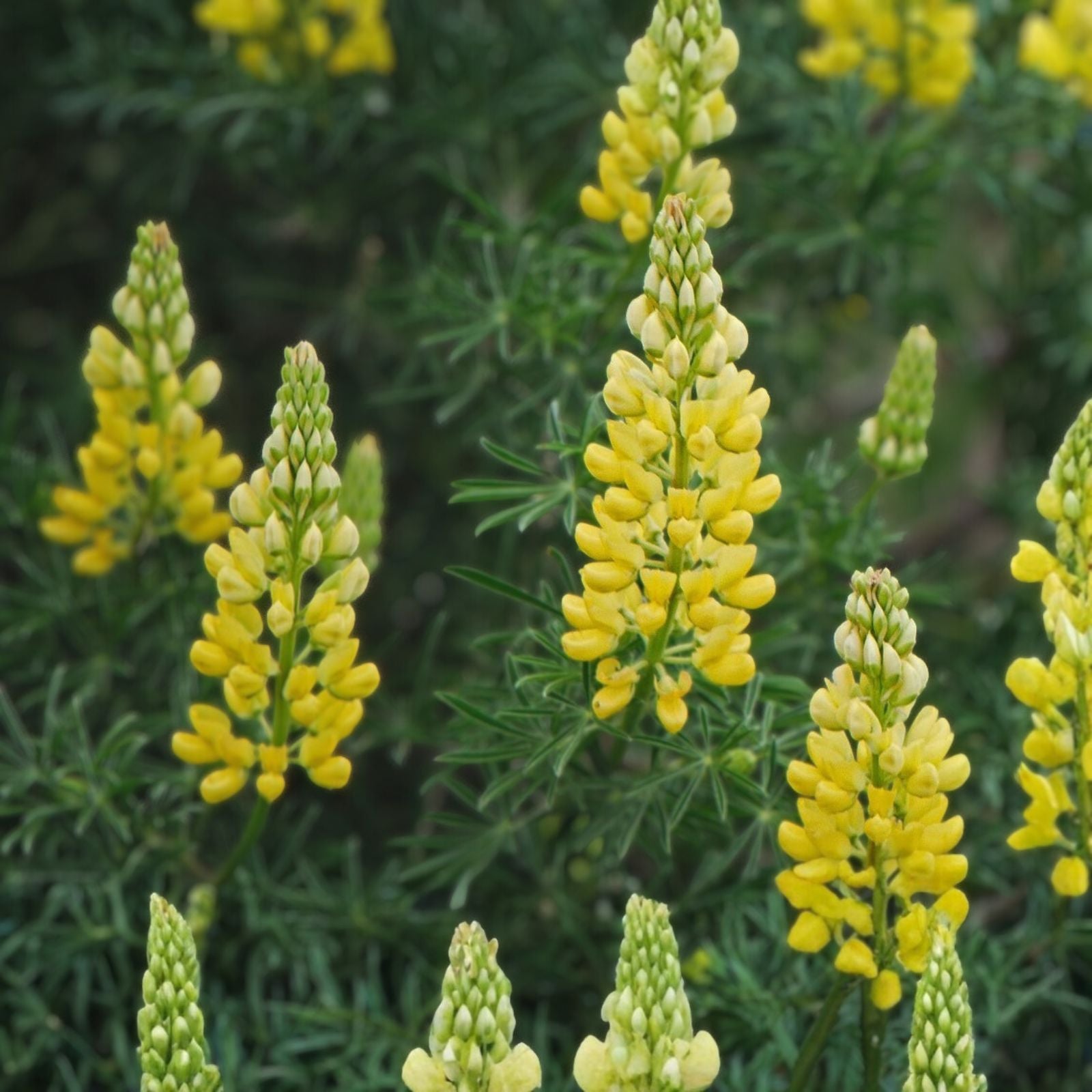 Lupine Seeds - 20+ Seeds - Golden Yellow Flowers - Beautiful Lupinus perennis