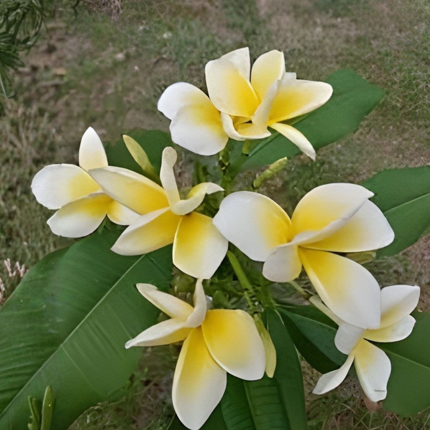 Hawaiian Mellow Plumeria Plants – 10+ White, Yellow, Pink Frangipani – Temple Tree #1 (Plumeria spp,)