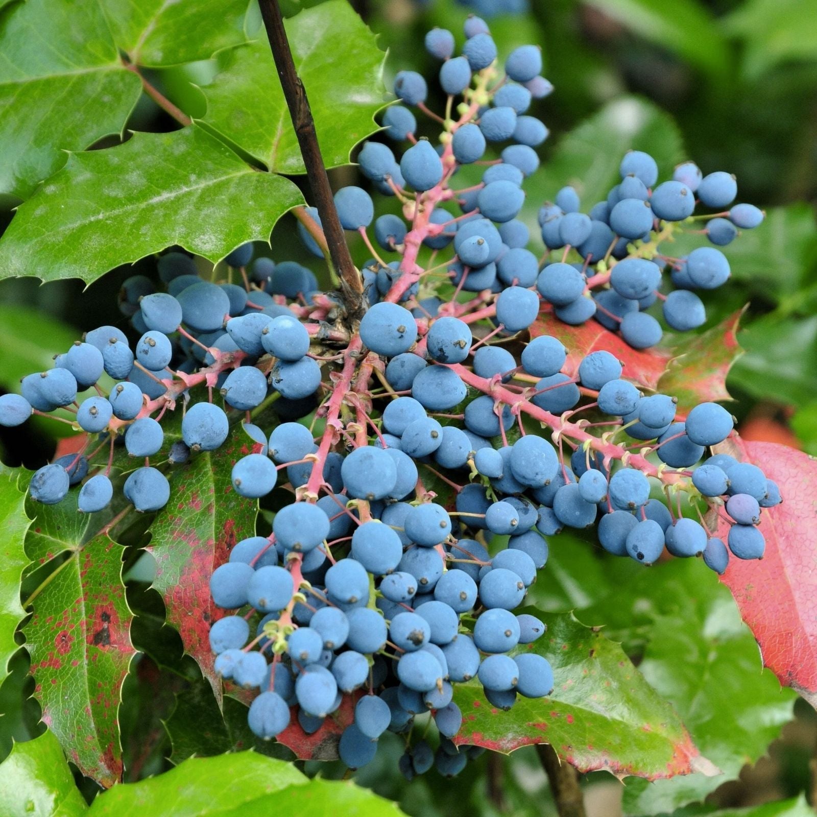 Creeping Barberry Bush Seeds 50 Pack Oregon Grape Mahonia repens for Gardens and Landscapes