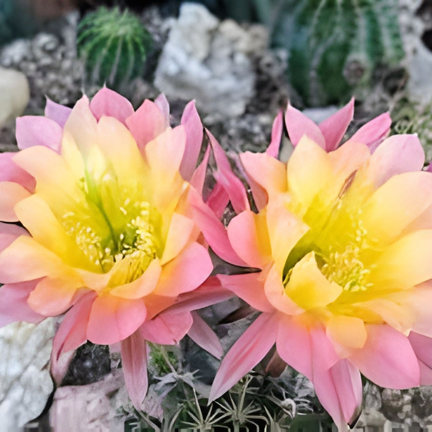 Echinopsis 'Acapulco Sunset' Cactus Cutting - Succulent Plant for Indoor Outdoor Decor, Echinopsis spp,