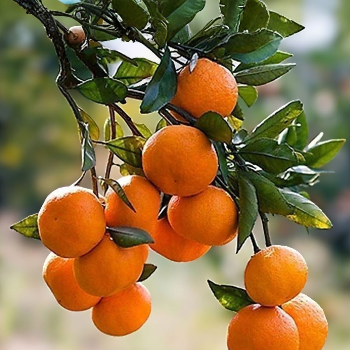 Grafted Fallglo Tangerine Tree 2-3 Feet Tall - Easy Care Indoor/Outdoor Citrus Plant - Citrus reticulata