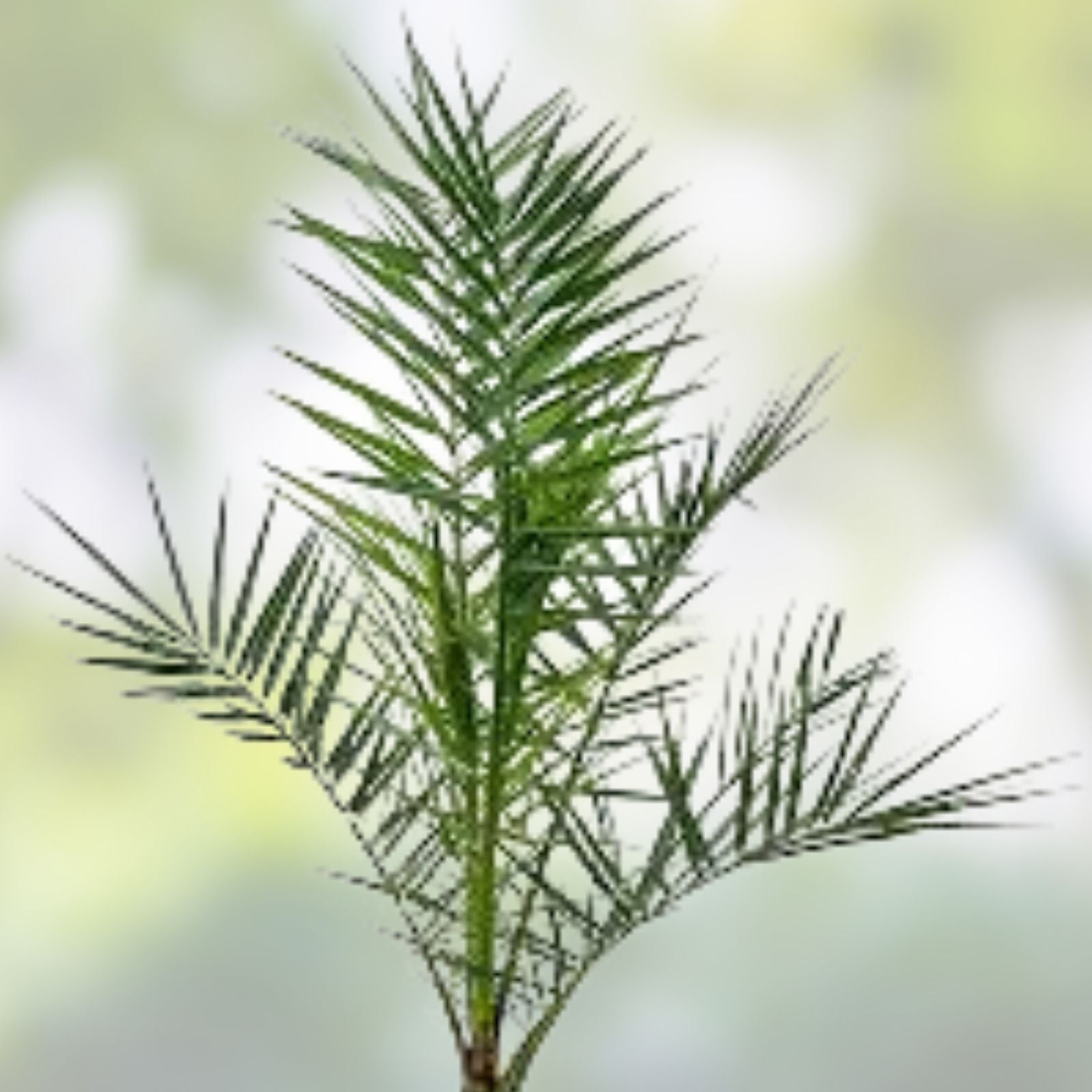 Canary Island Date Palm Live Plant 11-12" Tall, Phoenix Canariensis, Tropical Indoor Outdoor Foliage