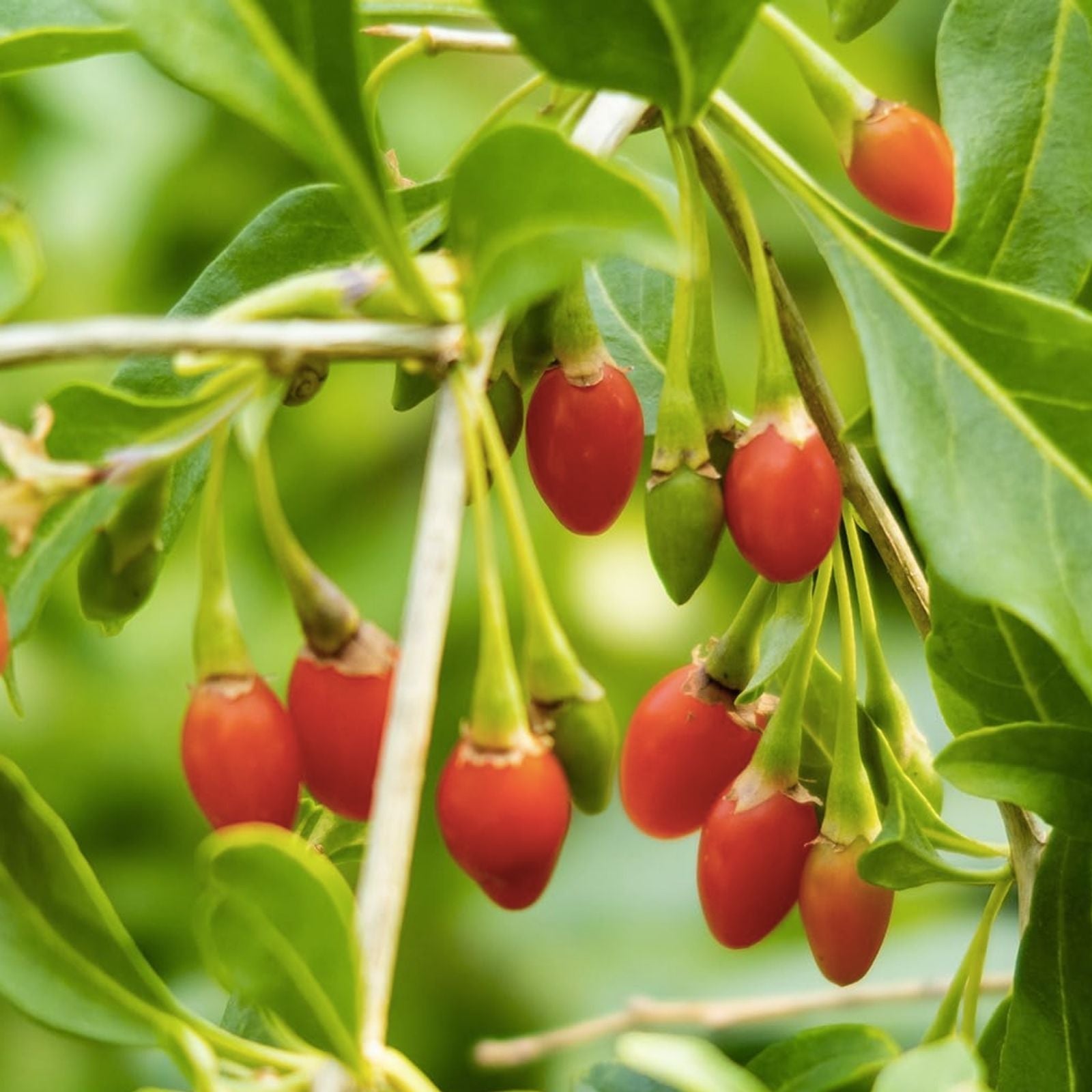 Goji Berry Cuttings - 5 Fresh Plant Cuttings - ANNY Variety - Lycium barbarum - Perfect for Rooting and Gardening