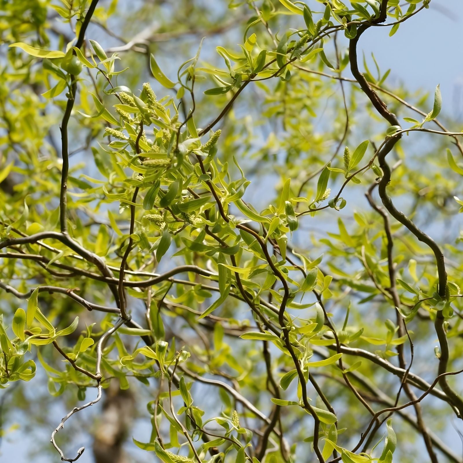 Corkscrew Willow Tree Bare Root 2-3' Salix matsudana 'Tortuosa' Twisted Branches for Gardens