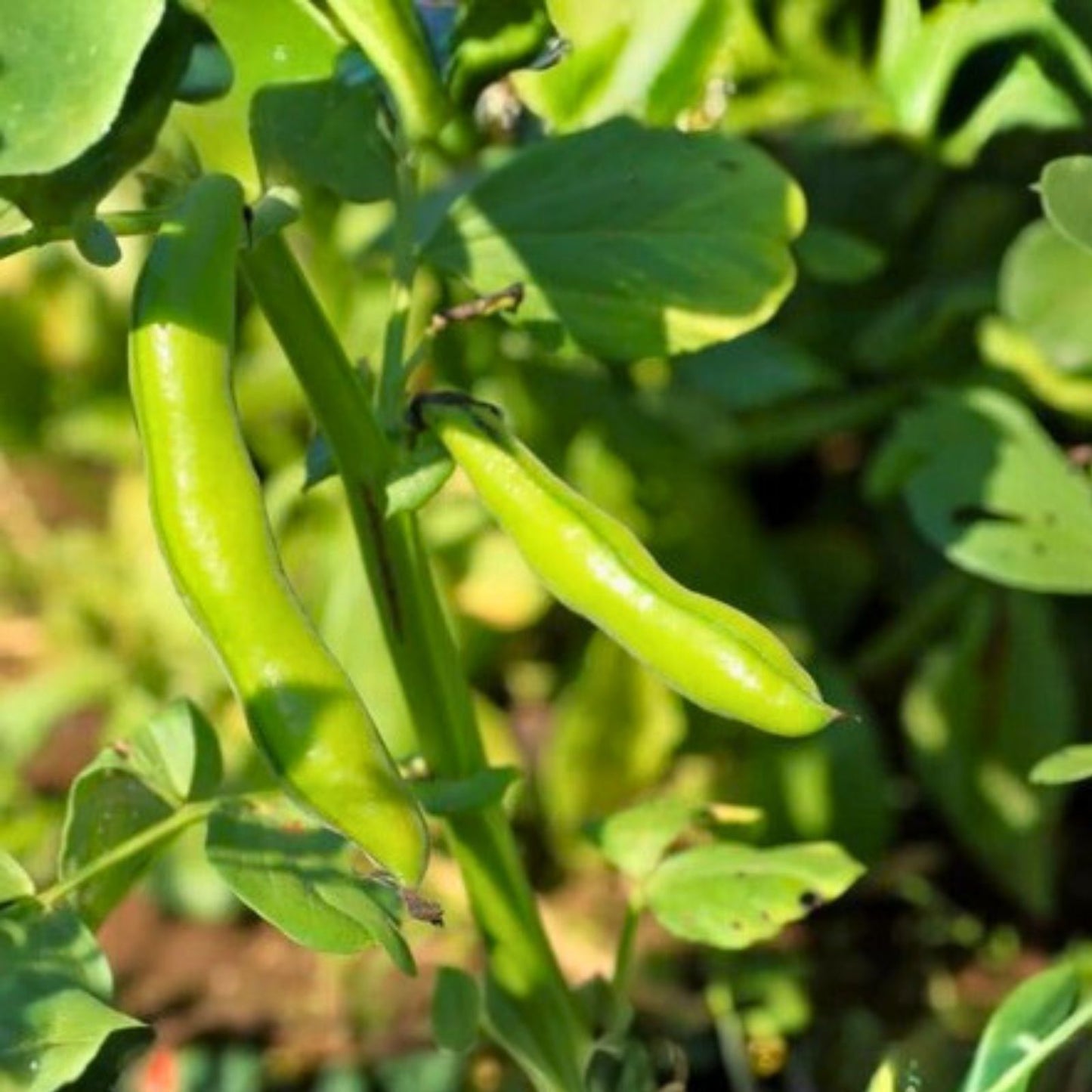 Heirloom Bean Seeds - 50+ Non-GMO Commodore Bush Green Beans - Phaseolus vulgaris Vegetable Seeds for Gardening