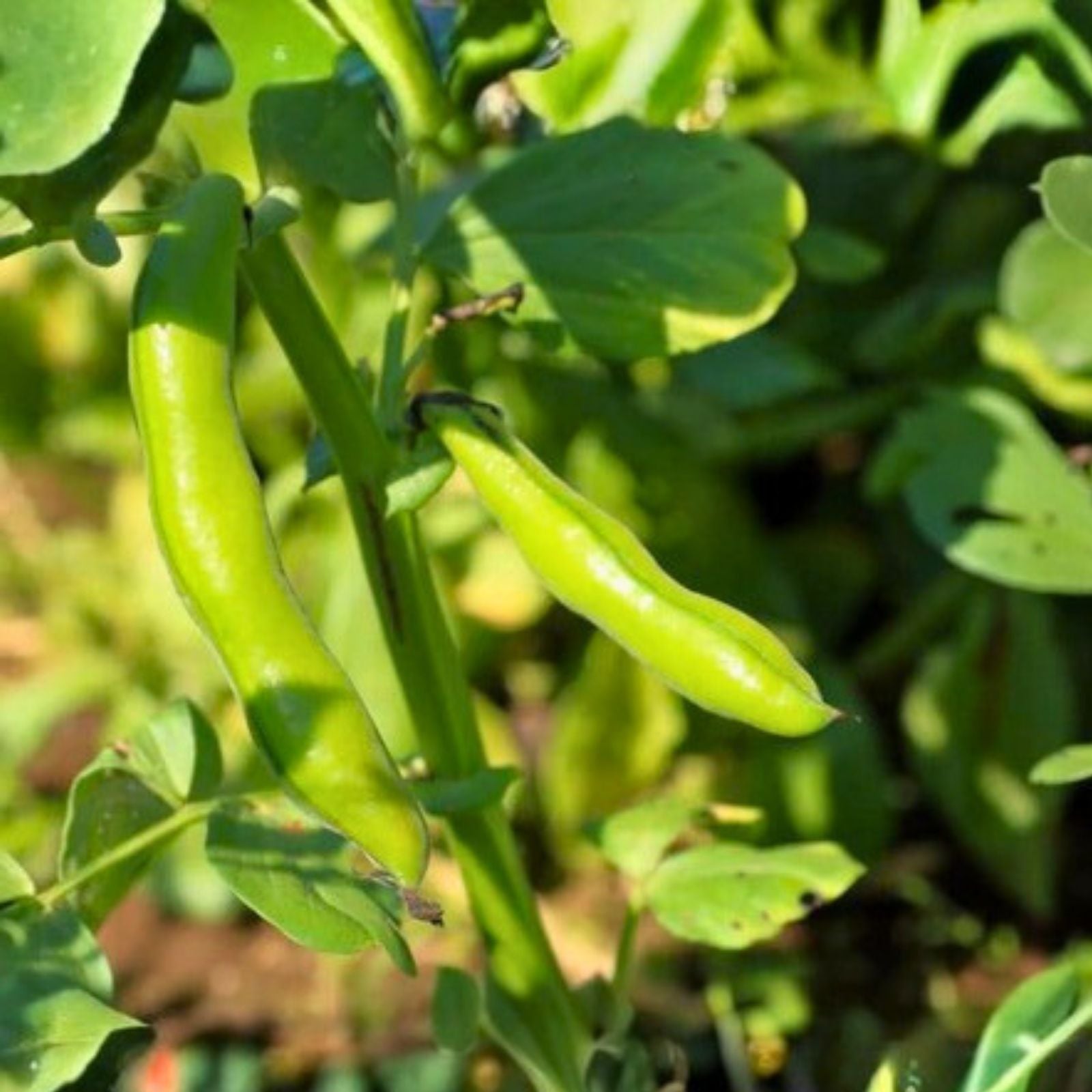 Heirloom Bean Seeds - 50+ Non-GMO Commodore Bush Green Beans - Phaseolus vulgaris Vegetable Seeds for Gardening
