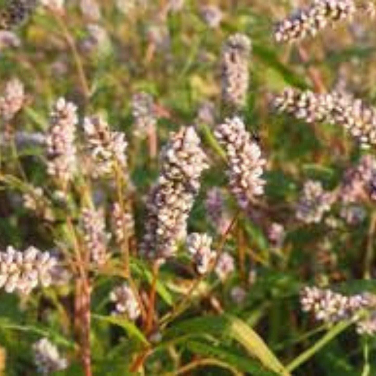 Pinkweed Seeds 50 Count - Smartweed Persicaria pensylvanica for Planting and Garden Use