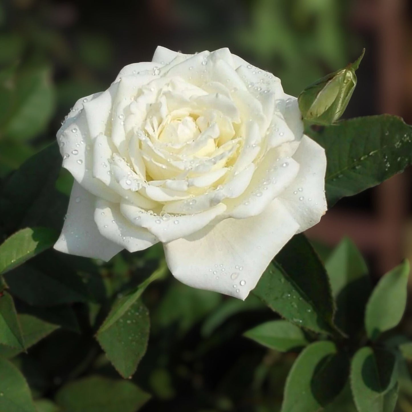 JFK White Rose Bush Cuttings - 6" Live Flower Plant - Unrooted Rosa spp. Shrub for Garden and Landscaping