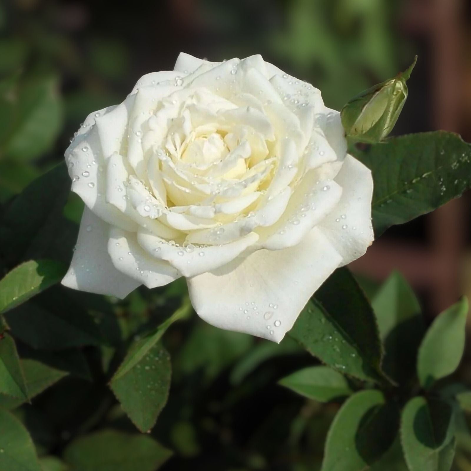 JFK White Rose Bush Cuttings - 6" Live Flower Plant - Unrooted Rosa spp. Shrub for Garden and Landscaping