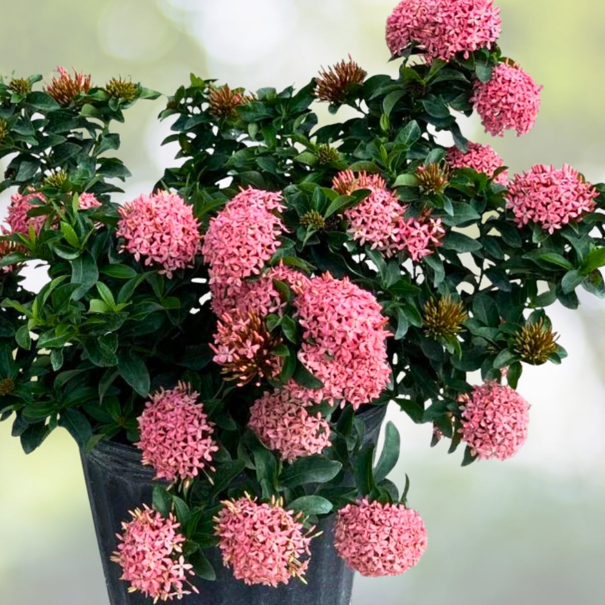 Large Chinese Ixora Shrubs - Qty (4) - Year-Round Yellow Blooms - Ixora chinensis - Tropical Evergreen Plants