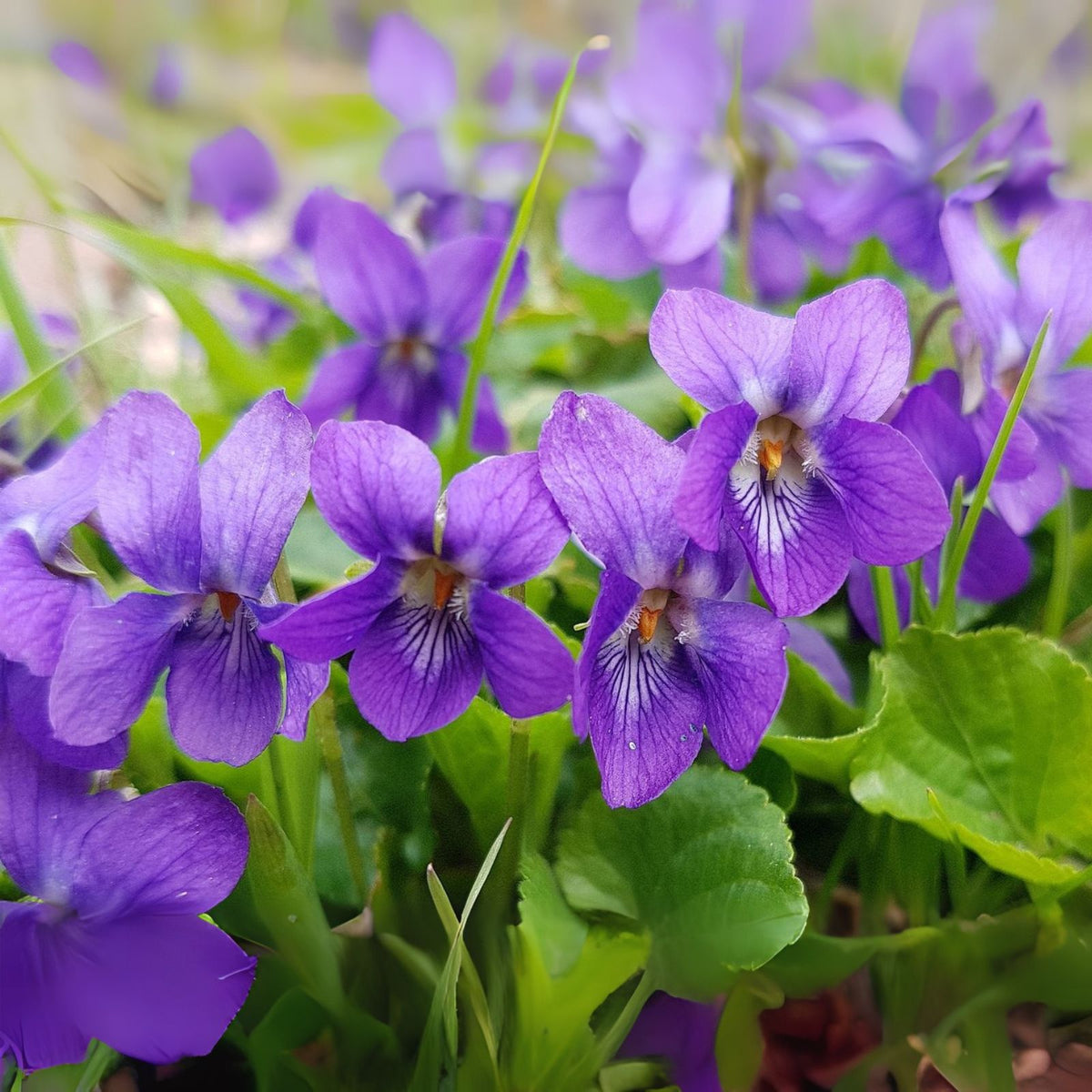 Purple Native Wild Violet Flower Bareroot Rhizomes - 150+ Organic Viola Plants for Garden Landscaping