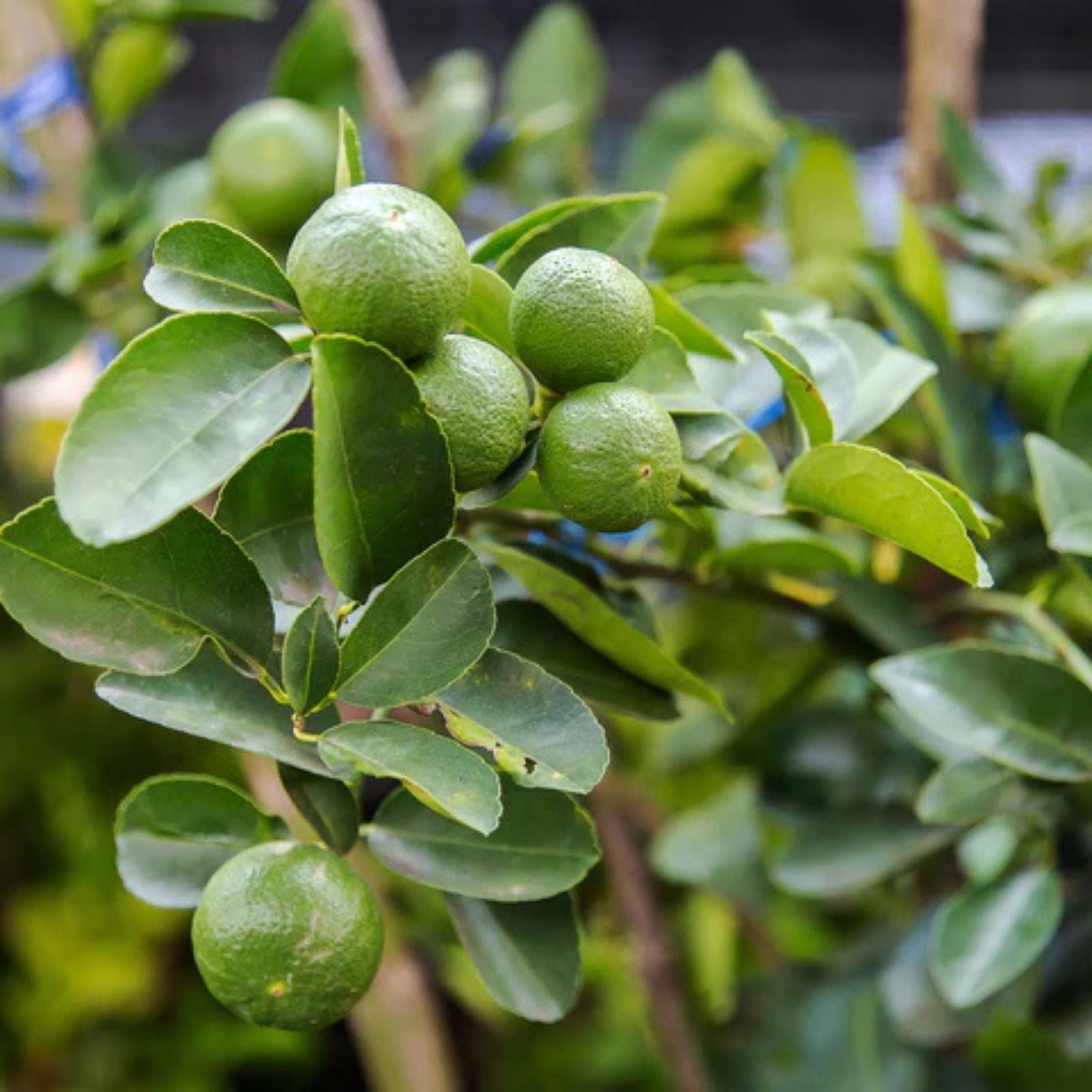 Key Lime Tree Seeds - 20+ Fast Growing Citrus aurantiifolia Seeds for Home Gardening, Fresh Lime Fruit Plant