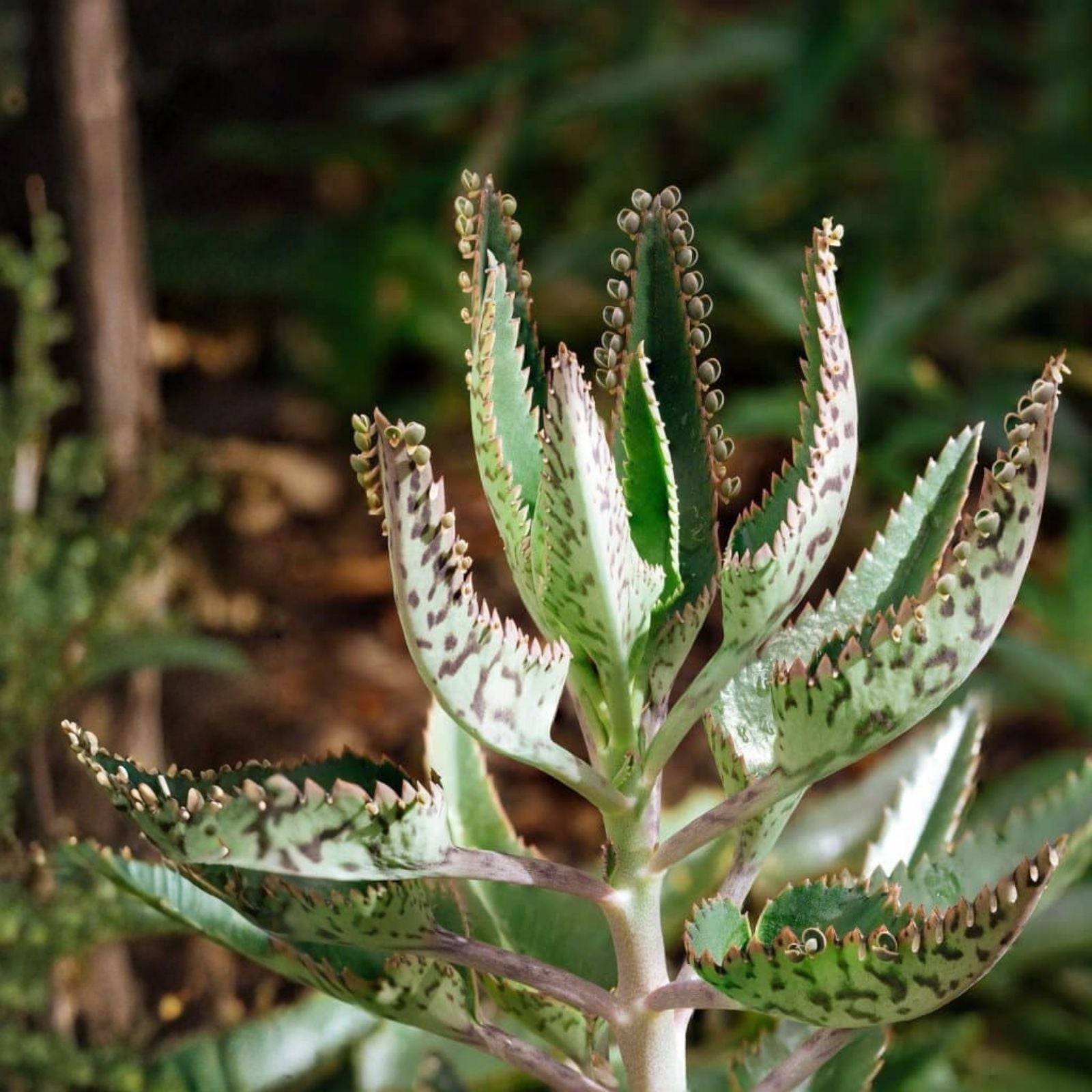 Mother of Millions Succulent Cuttings - Kalanchoe Daigremontiana - 10+ Chandelier Plant Propagules for Garden Decor