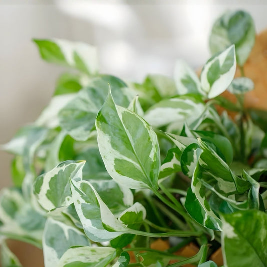 Fire Pothos Cuttings - 3 Fresh Epipremnum aureum Indoor Houseplant Propagation No Roots