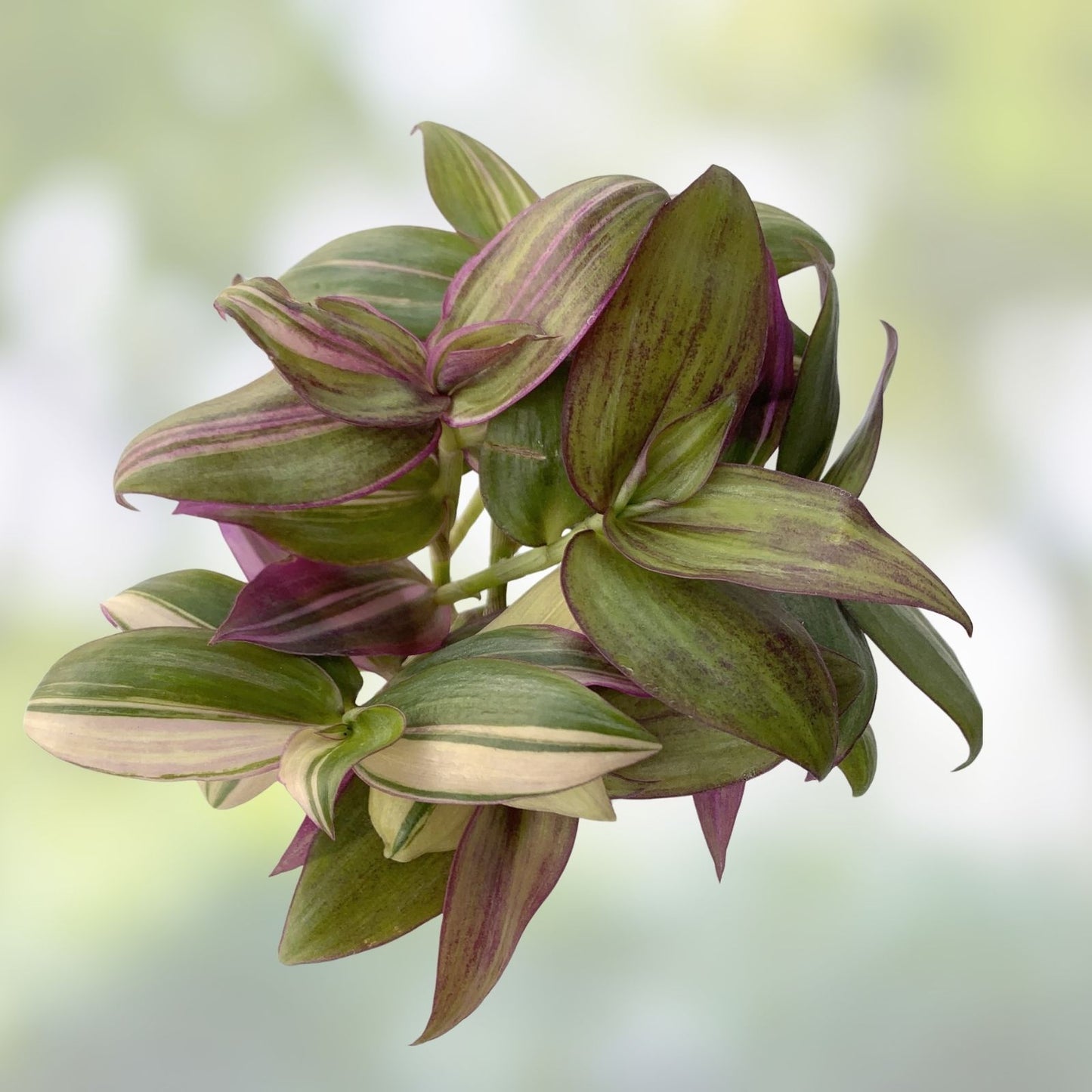 Variegated Tradescantia Cuttings - Discolor Multicolor Zebrina Plant - 2 Stem Clippings for Indoor Garden